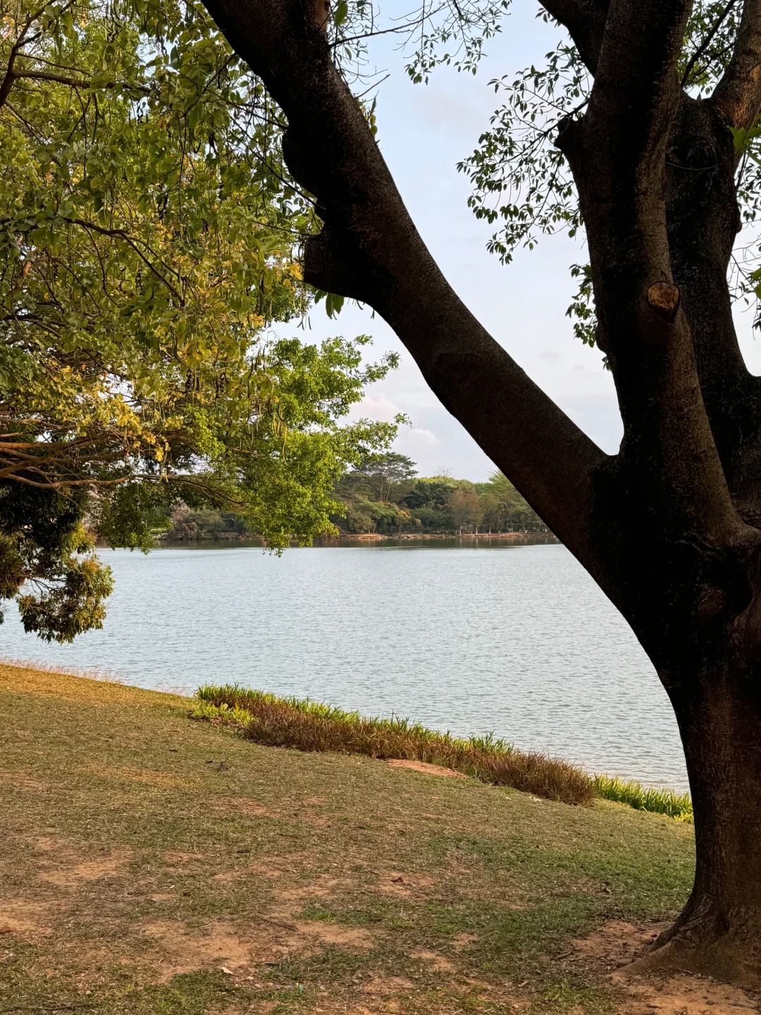 树下 我是我的春天📖🌳