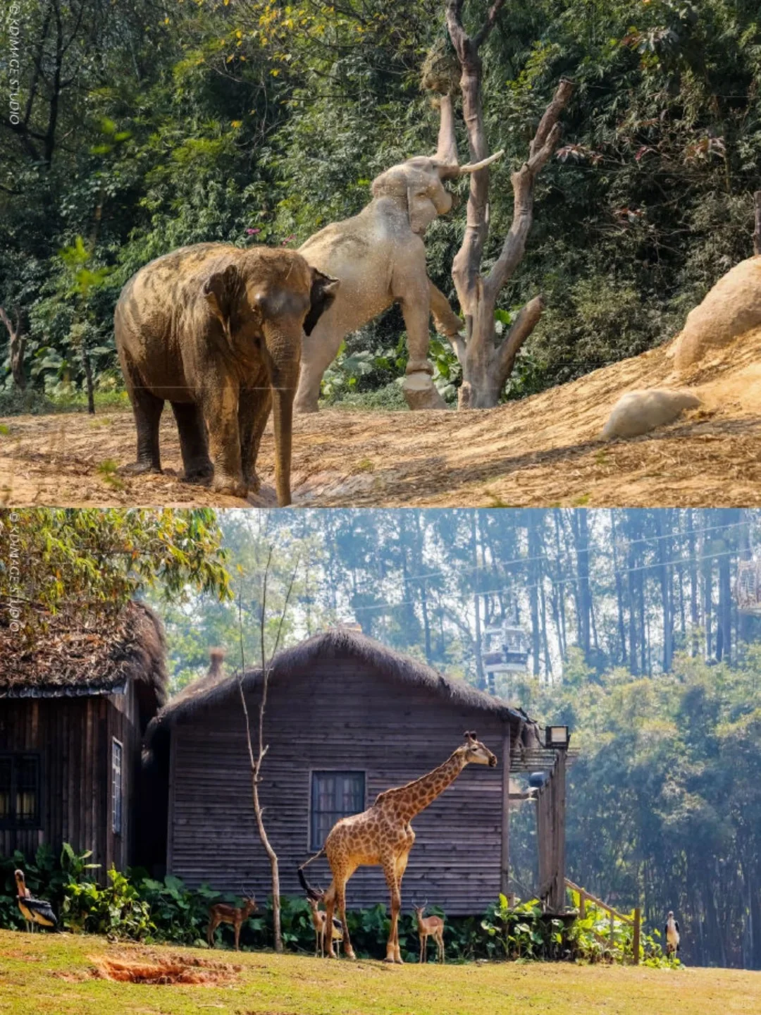 去了广州长隆6次，要去的一定要听劝！！！