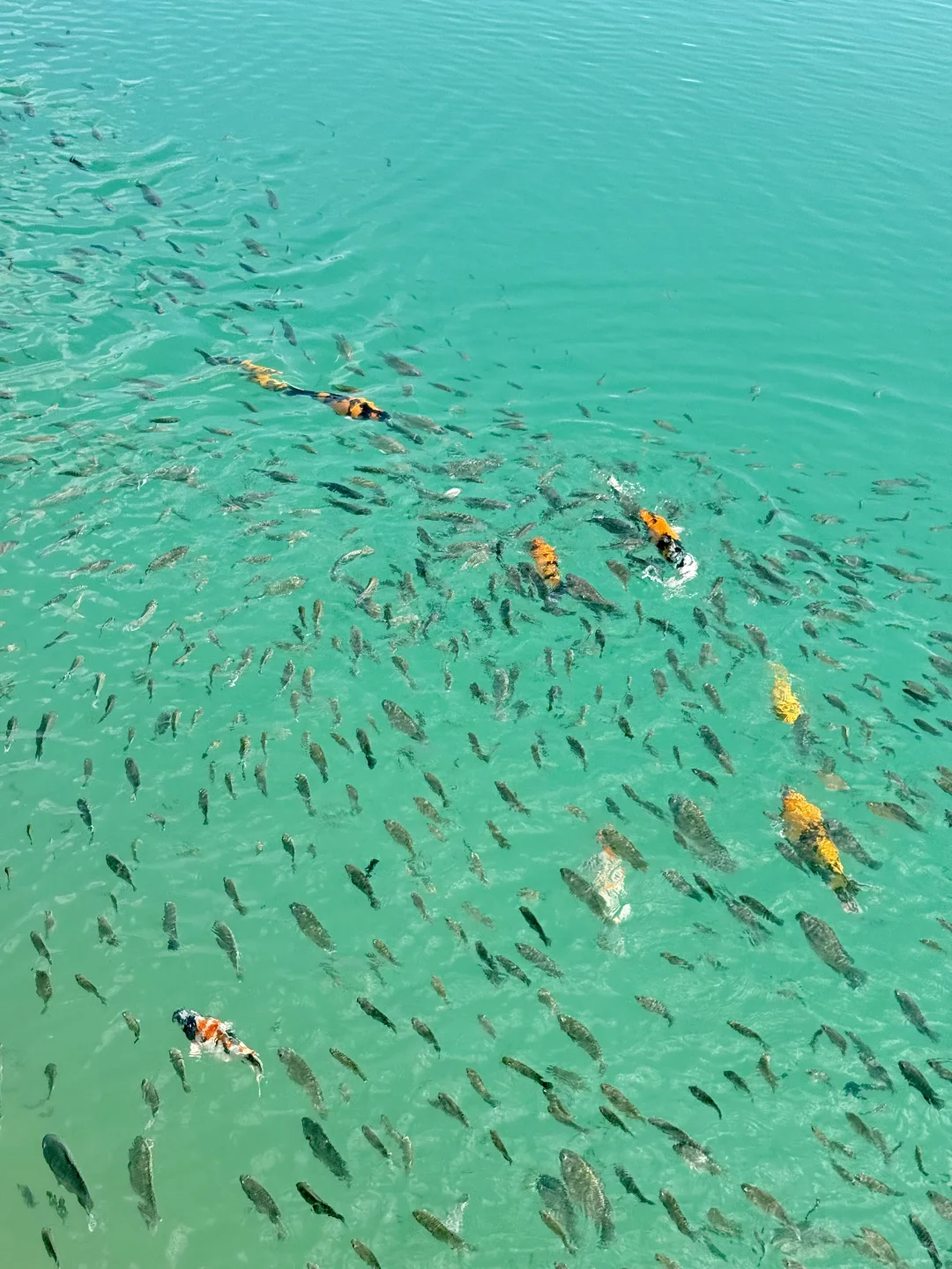 😭被晴天下的东莞“小九寨沟”美哭了！