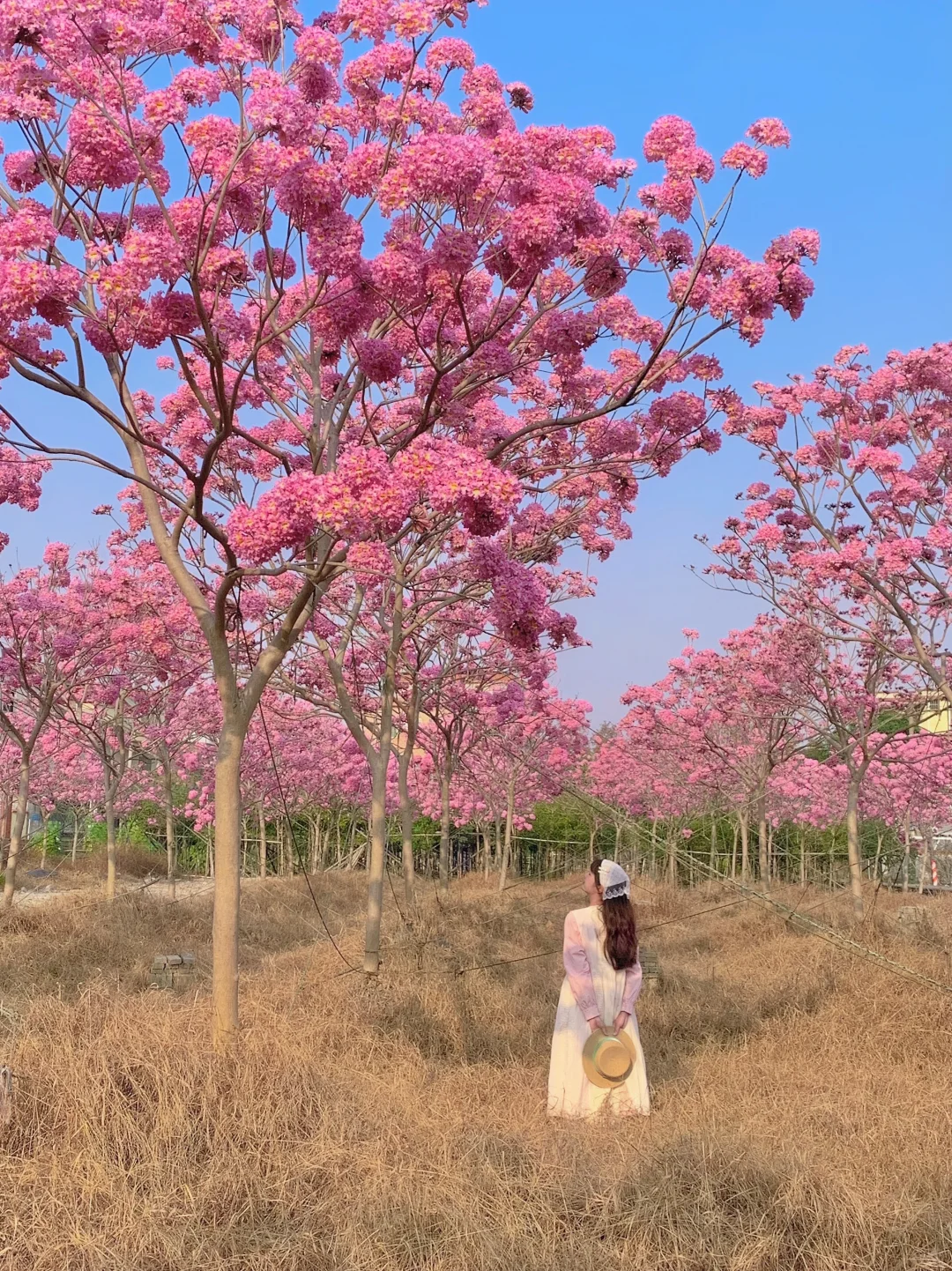 “后来我逢人便会说…🌸秋天的广州有多美！！”