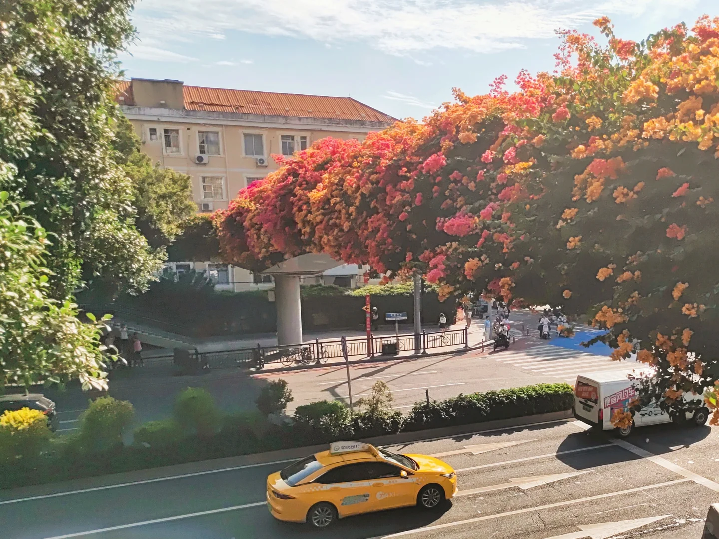 广州塔下赤岗天桥三角梅已到盛花期！
