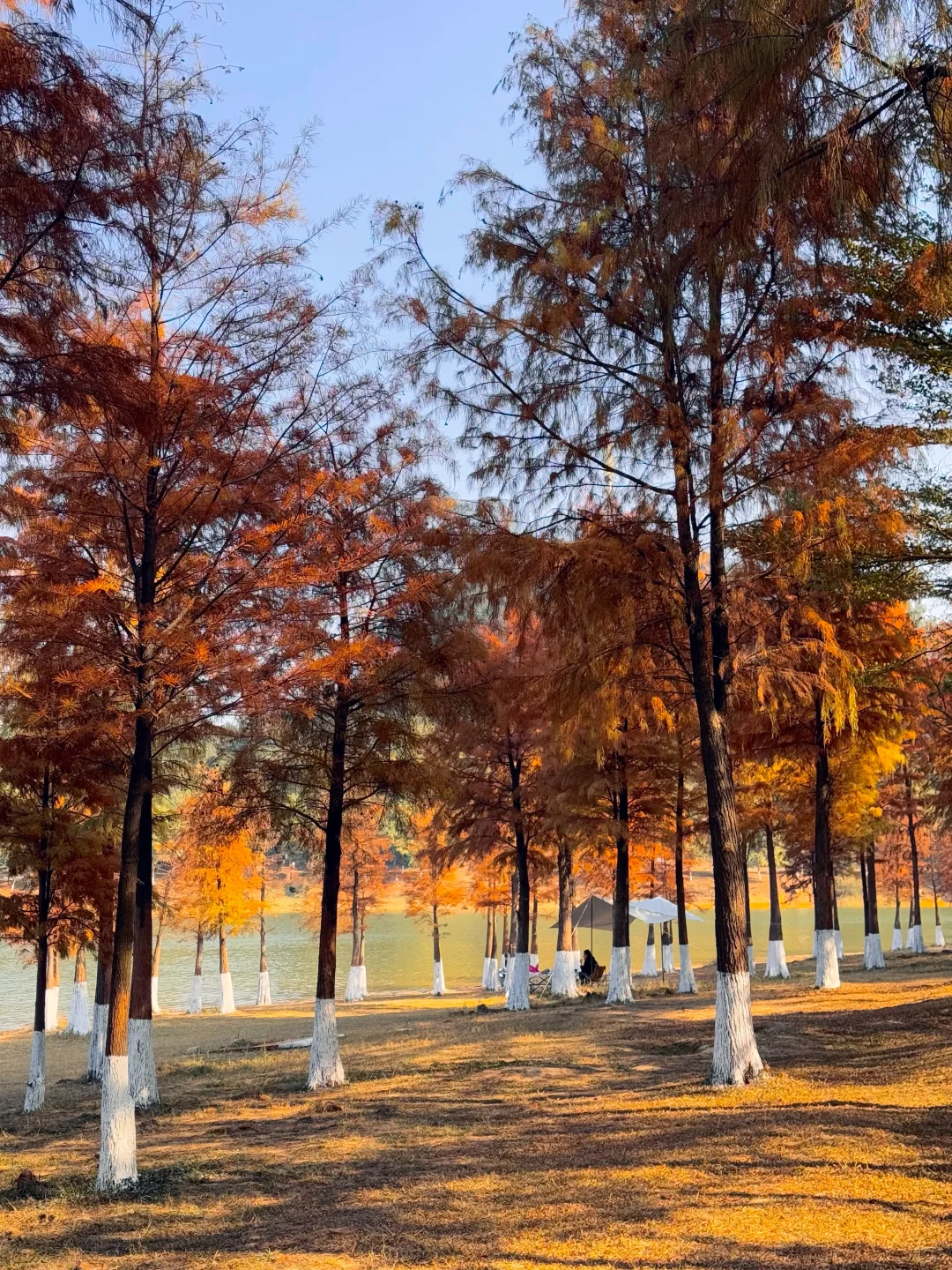 不是大理！现在的东莞美得像油画📱1.6实拍