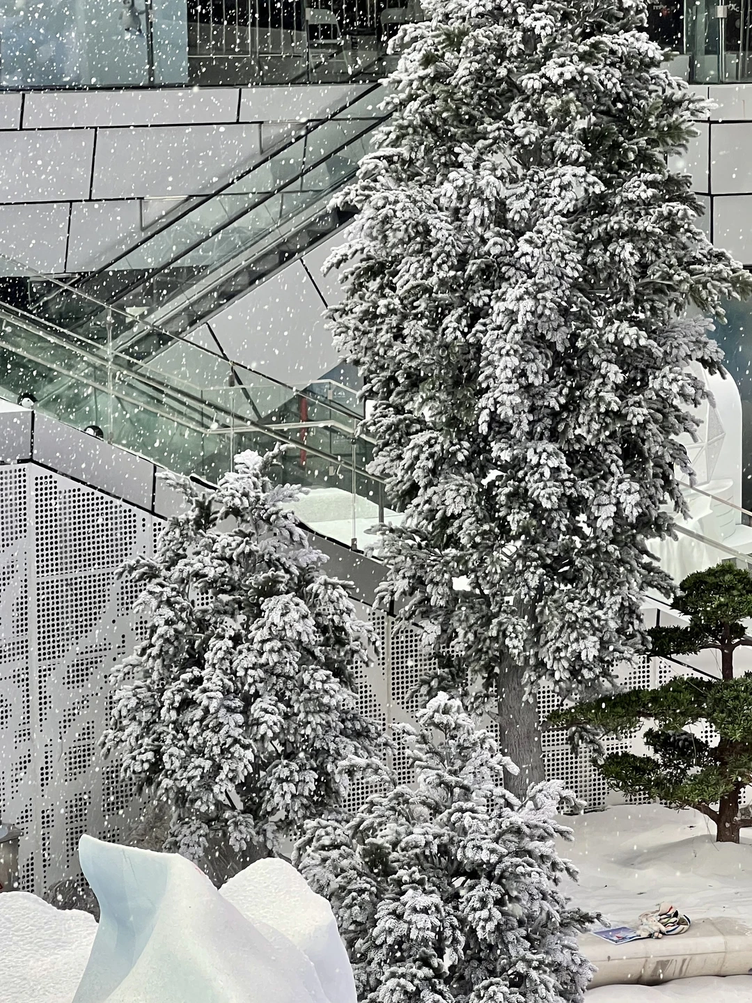 深圳不要钱的雪景随便拍，好浪漫呀❄️❄️