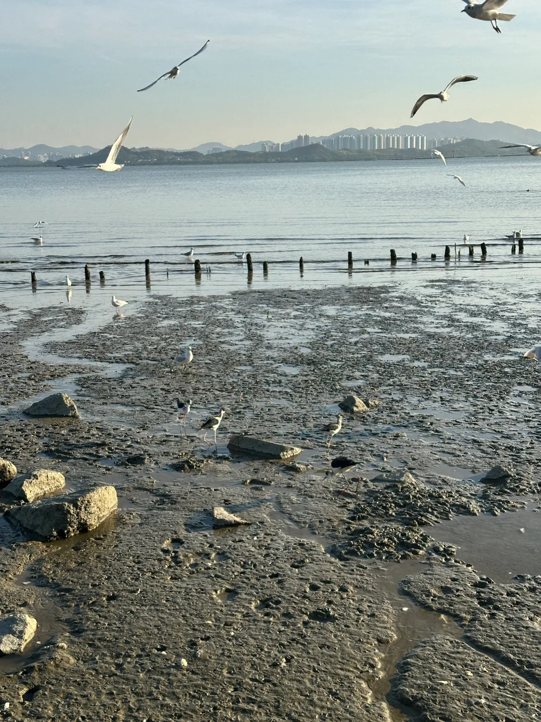📍深圳湾公园 来看海鸥了