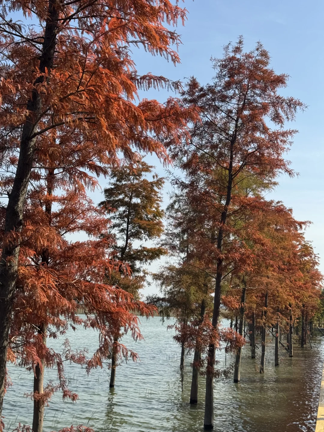 深圳实况｜新的湿地公园落羽杉已红🍁附机位