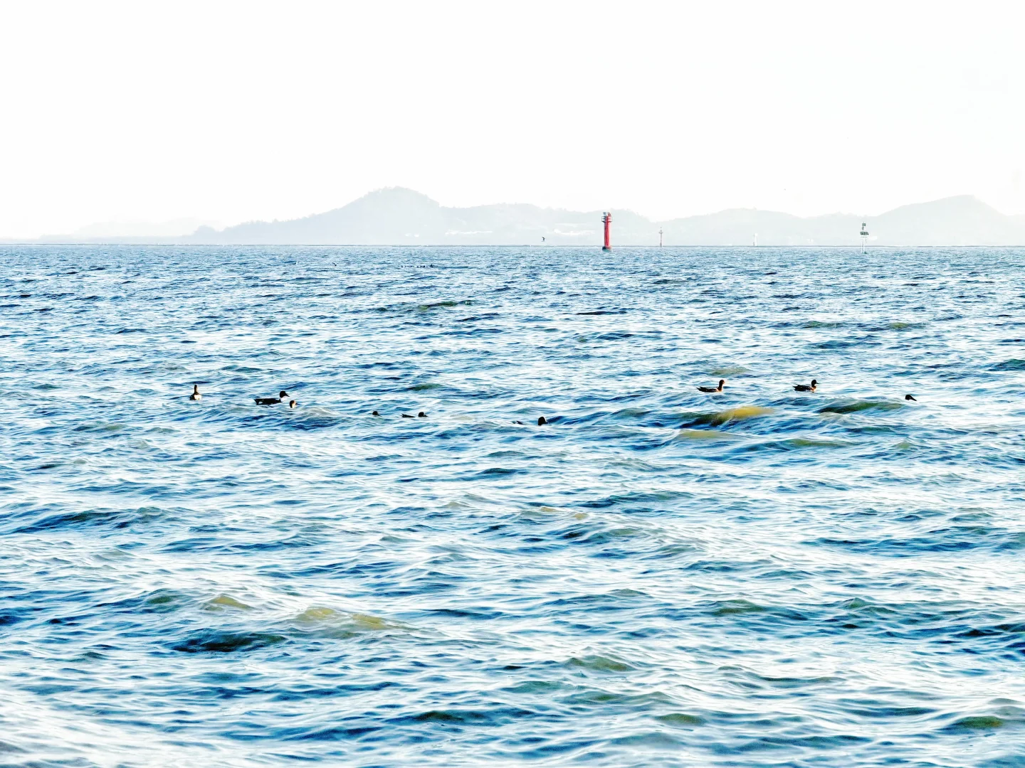 深圳湾真有你的