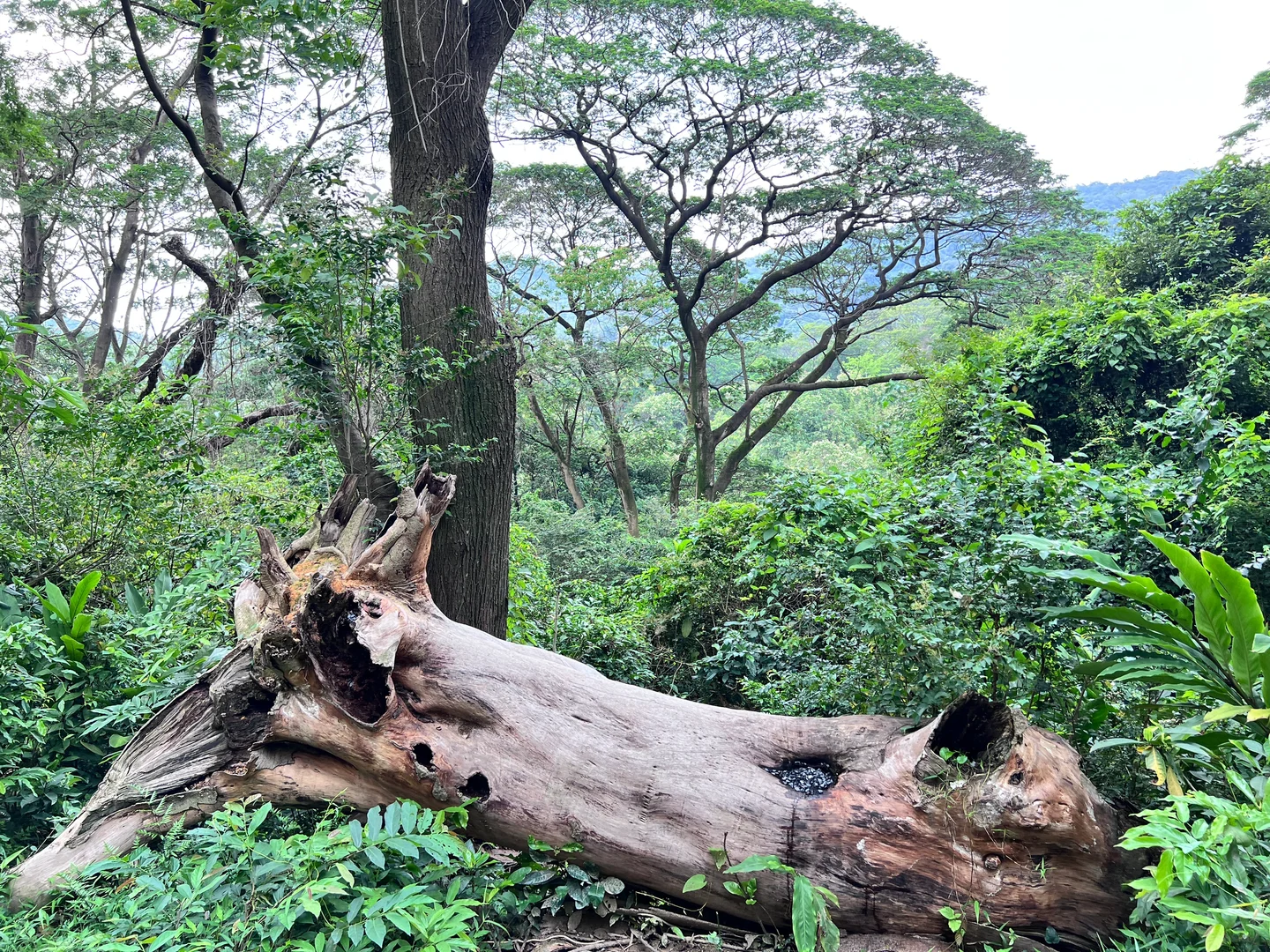 广州让我觉得反差感很大的城市