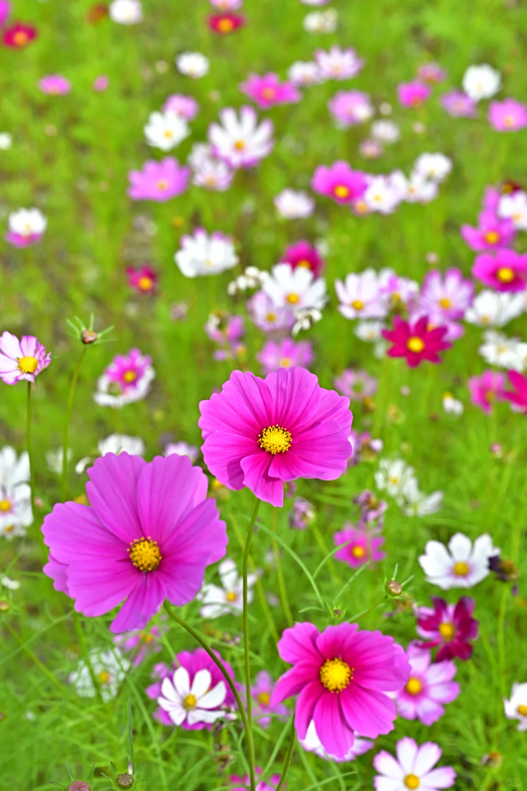 深圳最新打卡地🧡需预约、附攻略