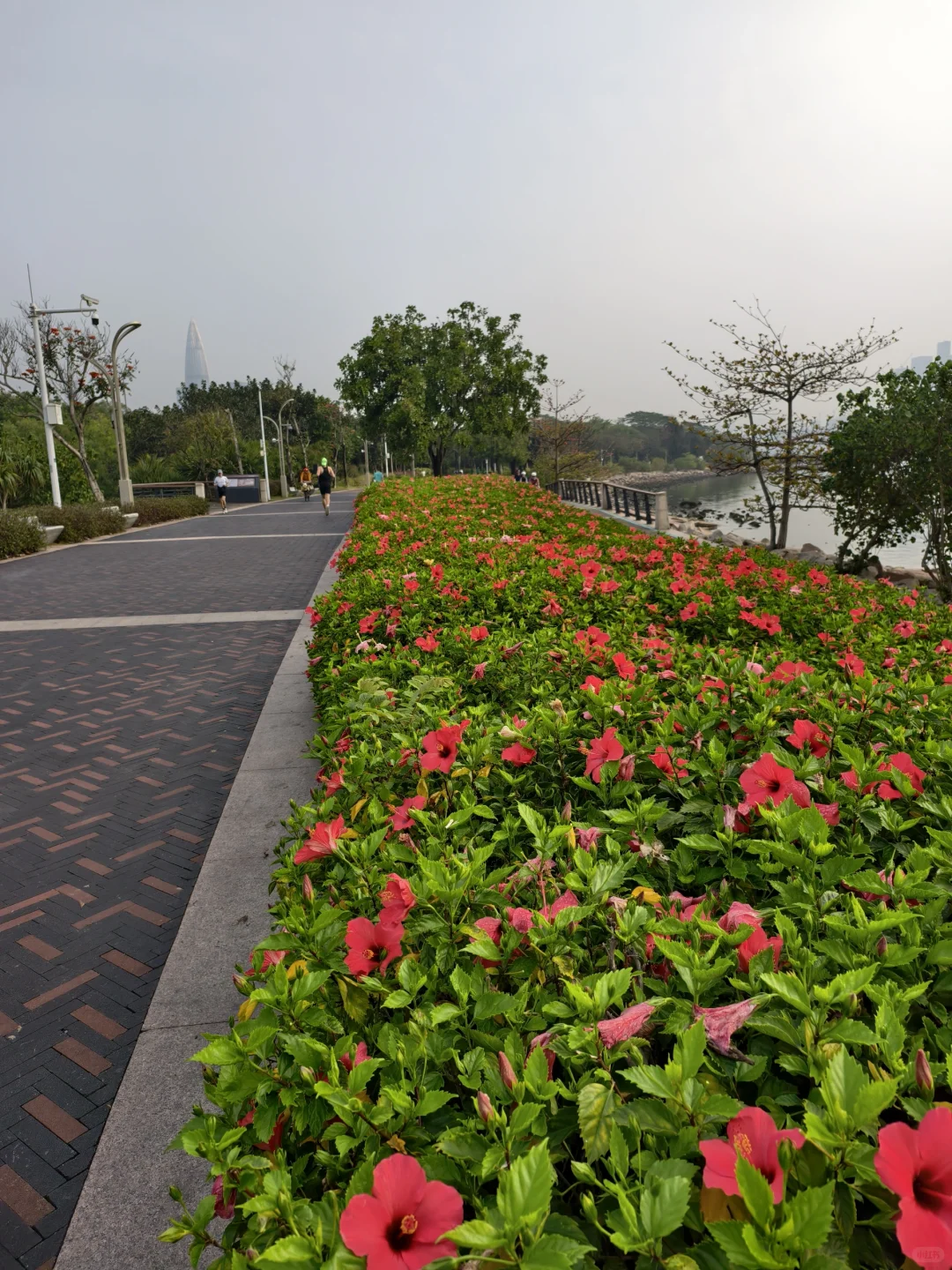 一城一跑！打卡深圳跑步的天花板！