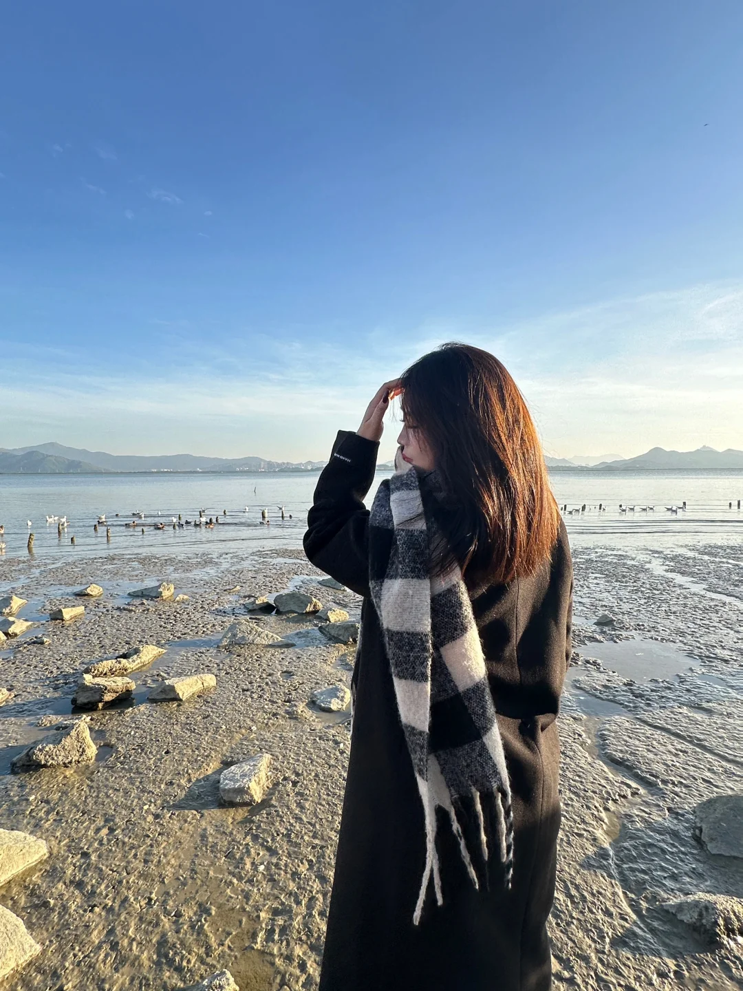 📍深圳湾公园 来看海鸥了