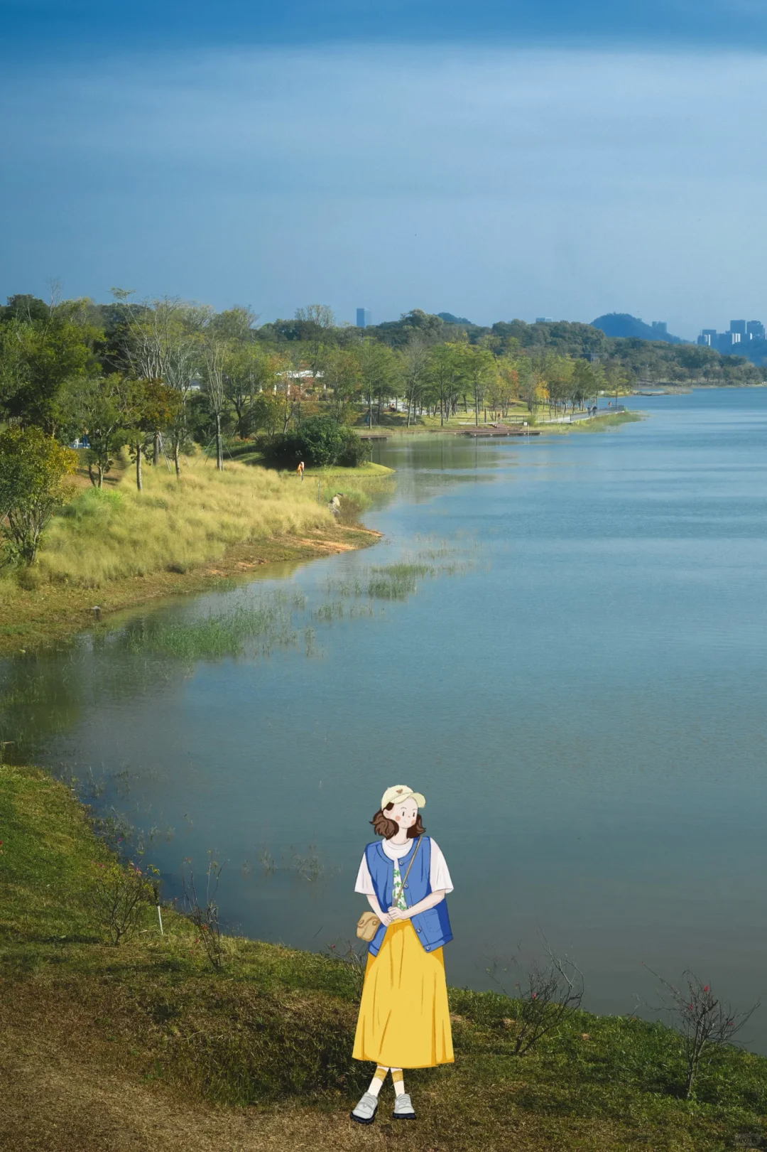 11.25拍｜深圳这周落羽杉迎来最佳观赏期
