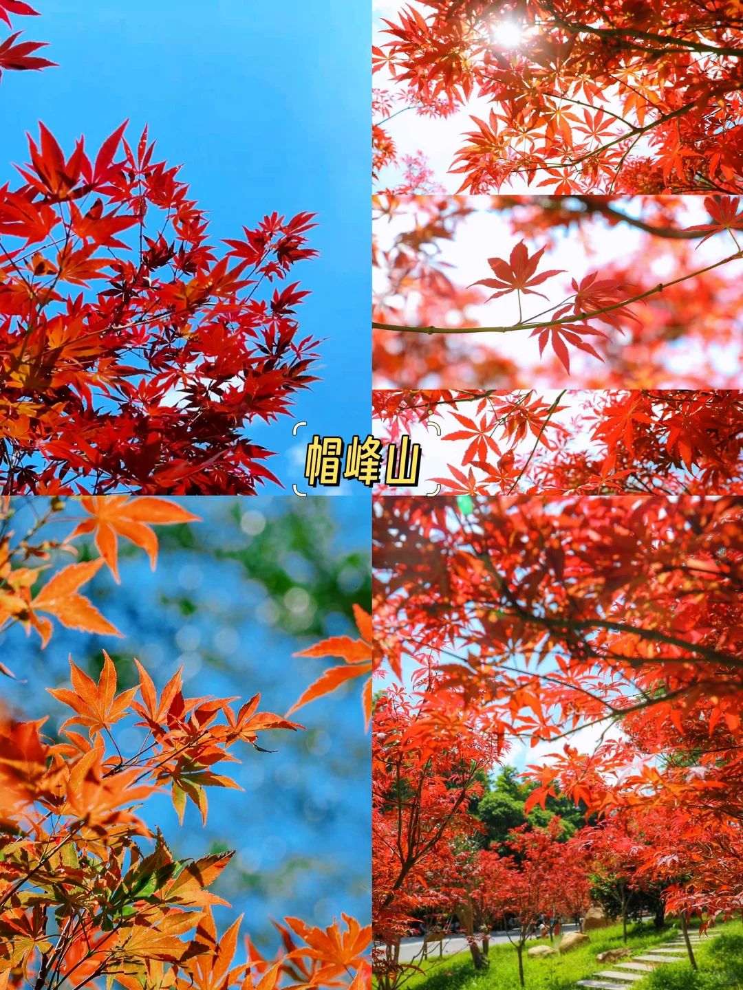 🍁广州秋日限定 | 四大赏秋地攻略