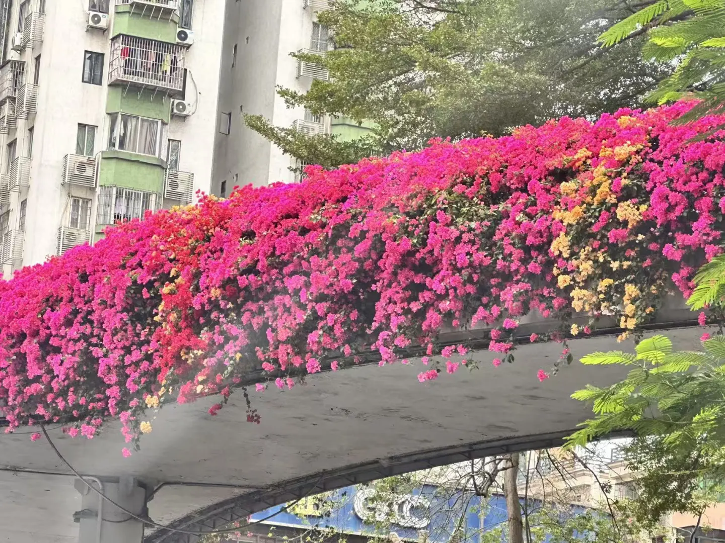 广州的春天来了😅😅