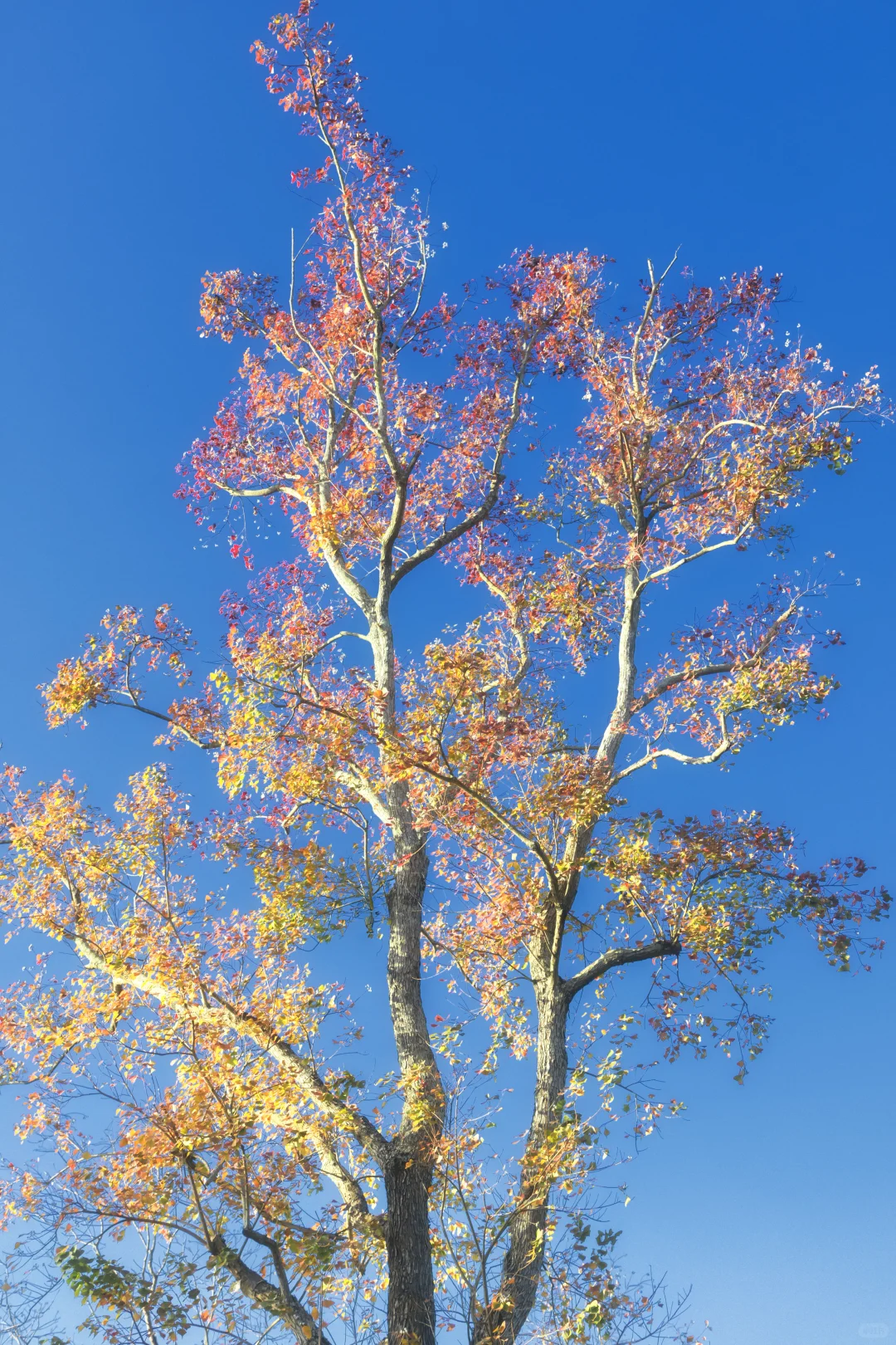 11.25拍｜深圳这周落羽杉迎来最佳观赏期