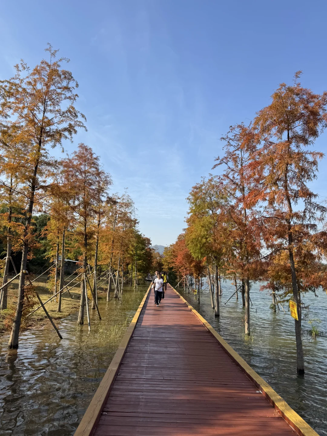 深圳实况｜新的湿地公园落羽杉已红🍁附机位