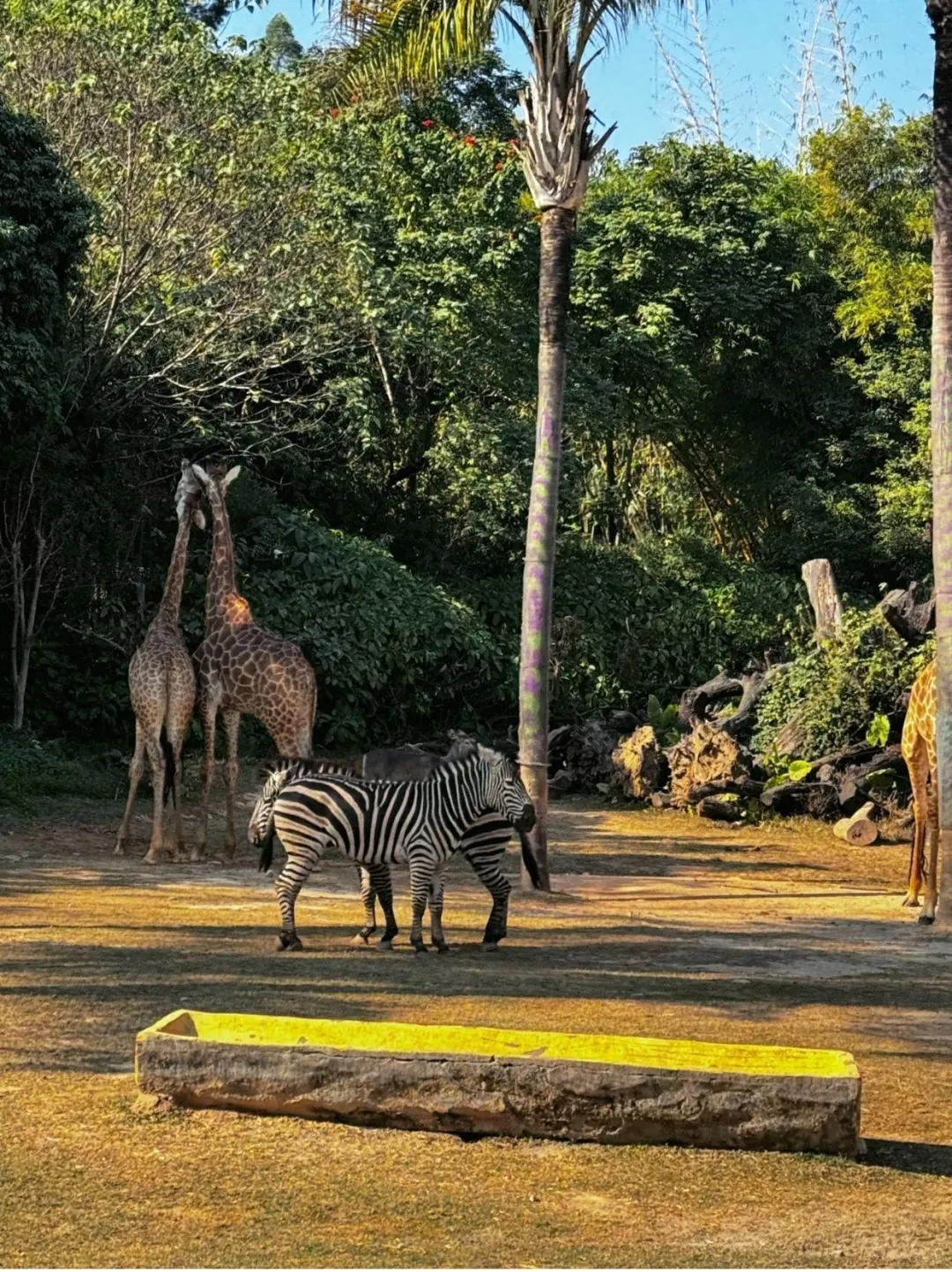 4.3折拿下广州长隆3天2晚，精华全玩到！
