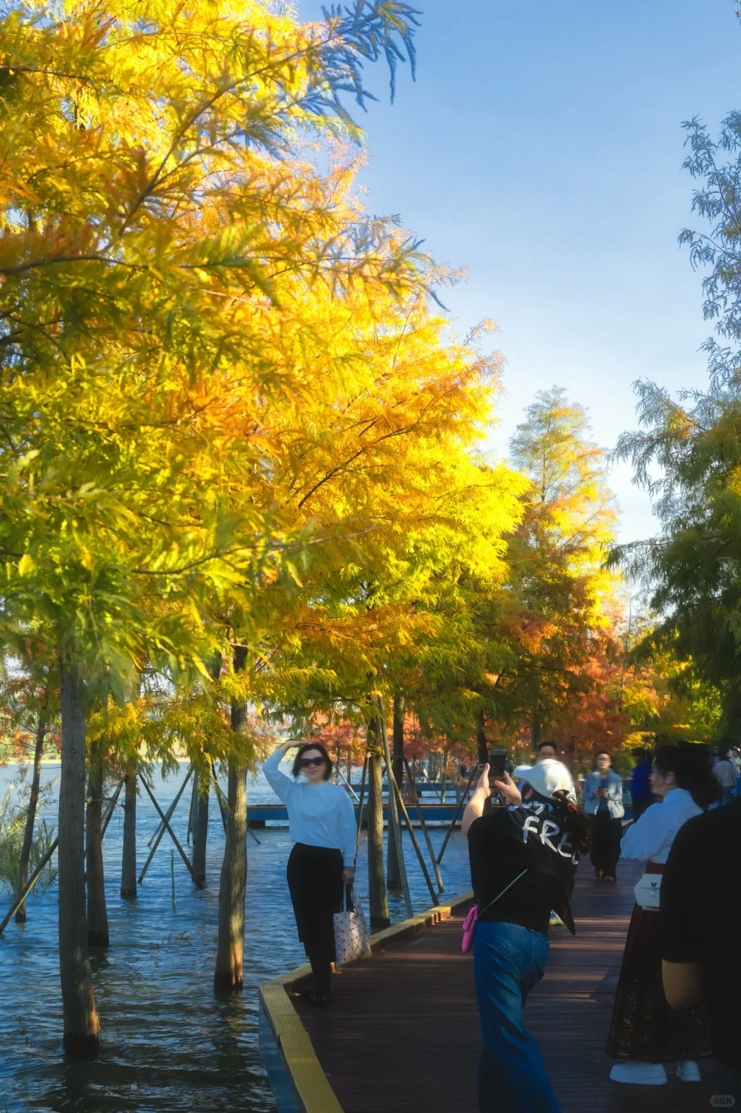 11.25拍｜深圳这周落羽杉迎来最佳观赏期