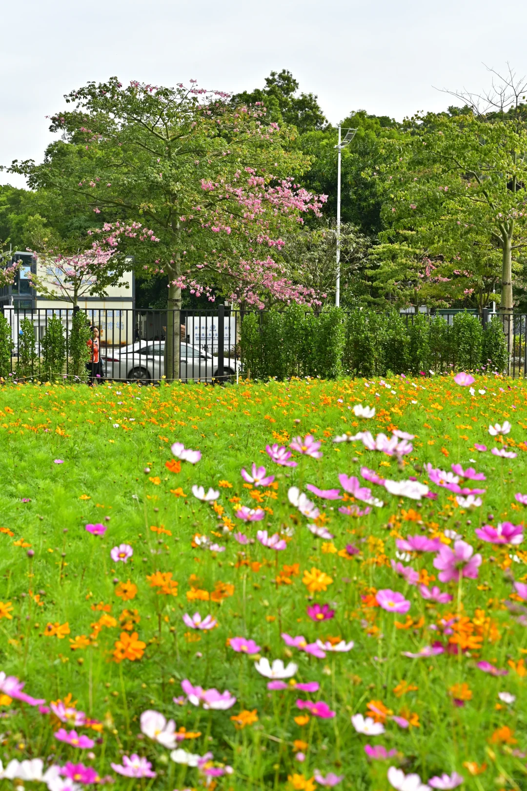 深圳最新打卡地🧡需预约、附攻略