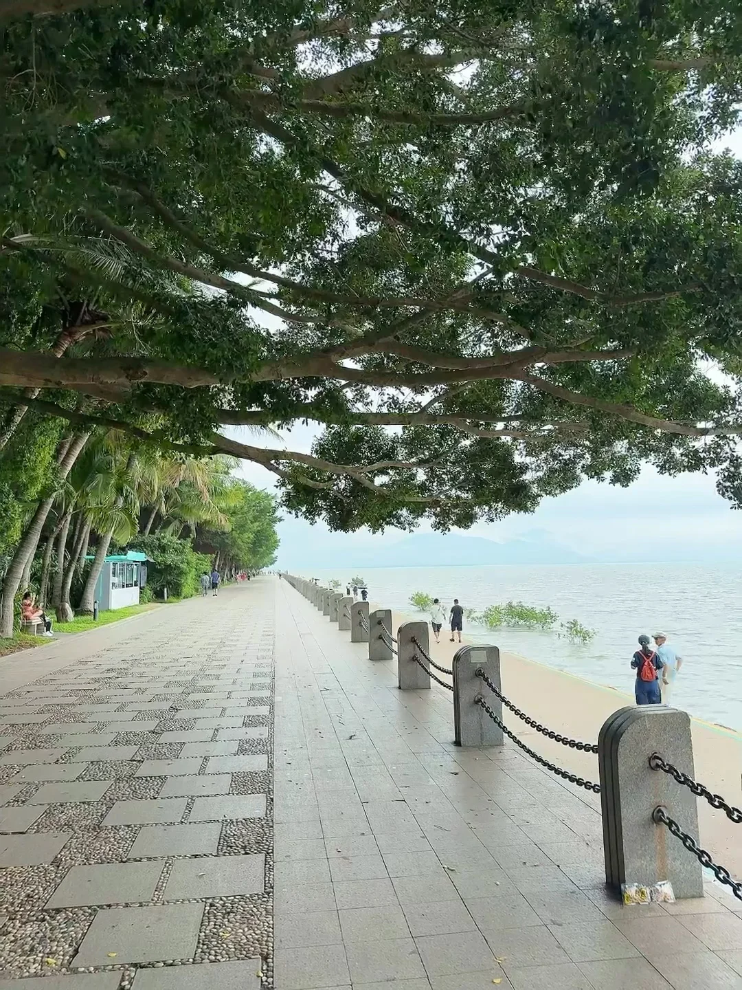 强烈推荐你去深圳湾公园沿海骑行‼️