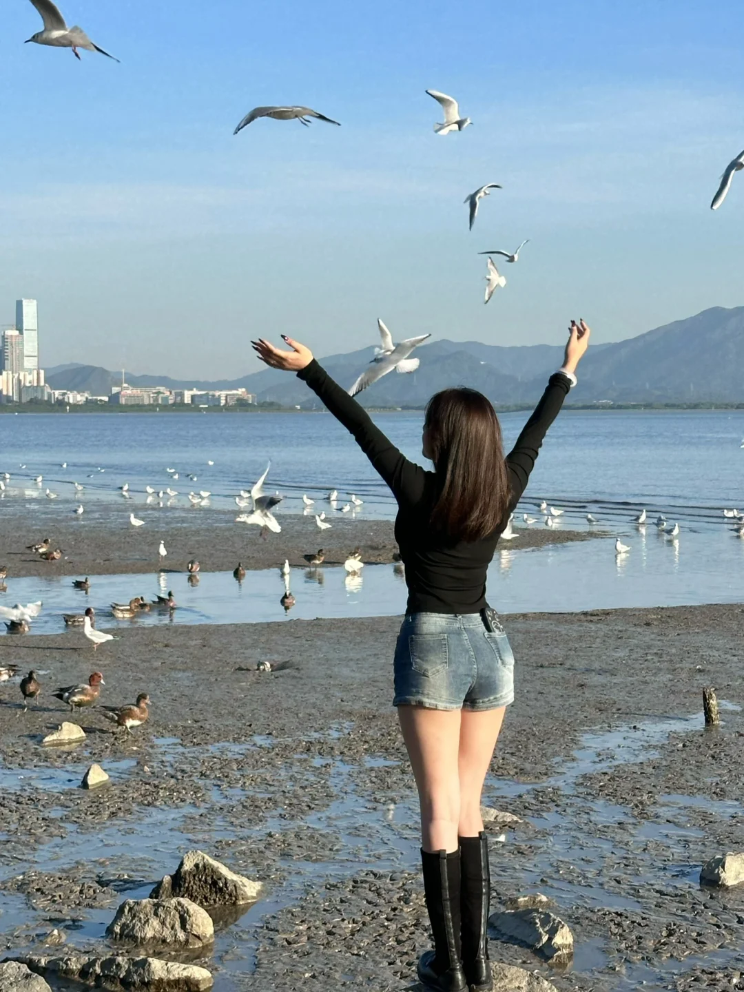 📍深圳湾公园 来看海鸥了