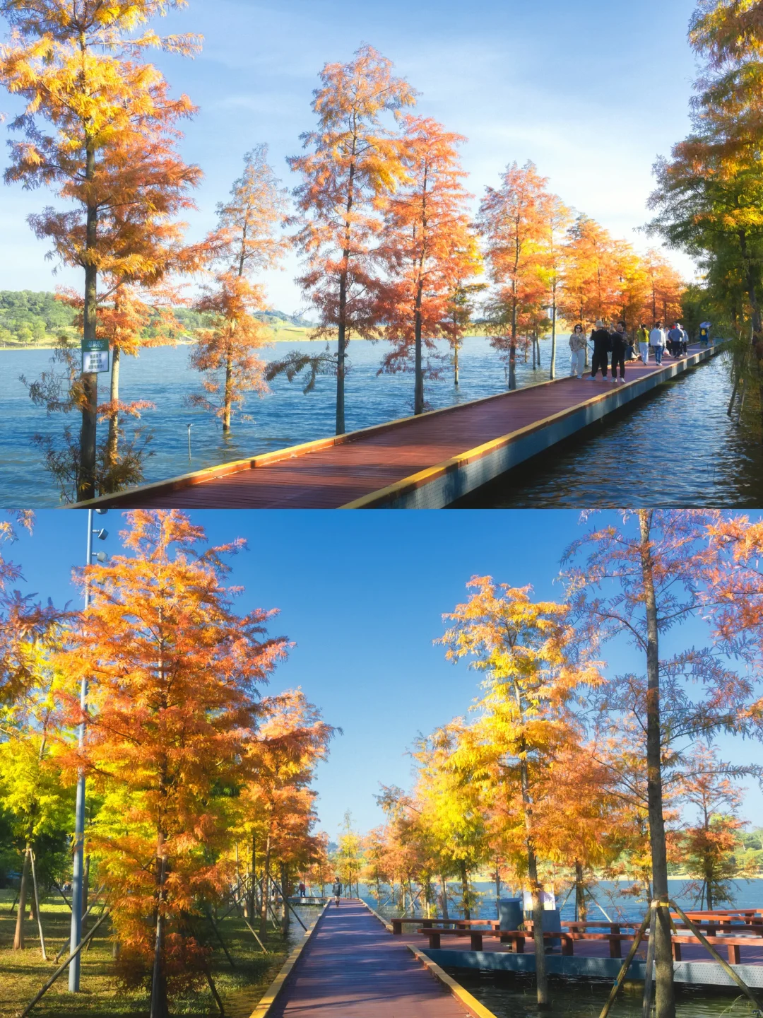 11.25拍｜深圳这周落羽杉迎来最佳观赏期