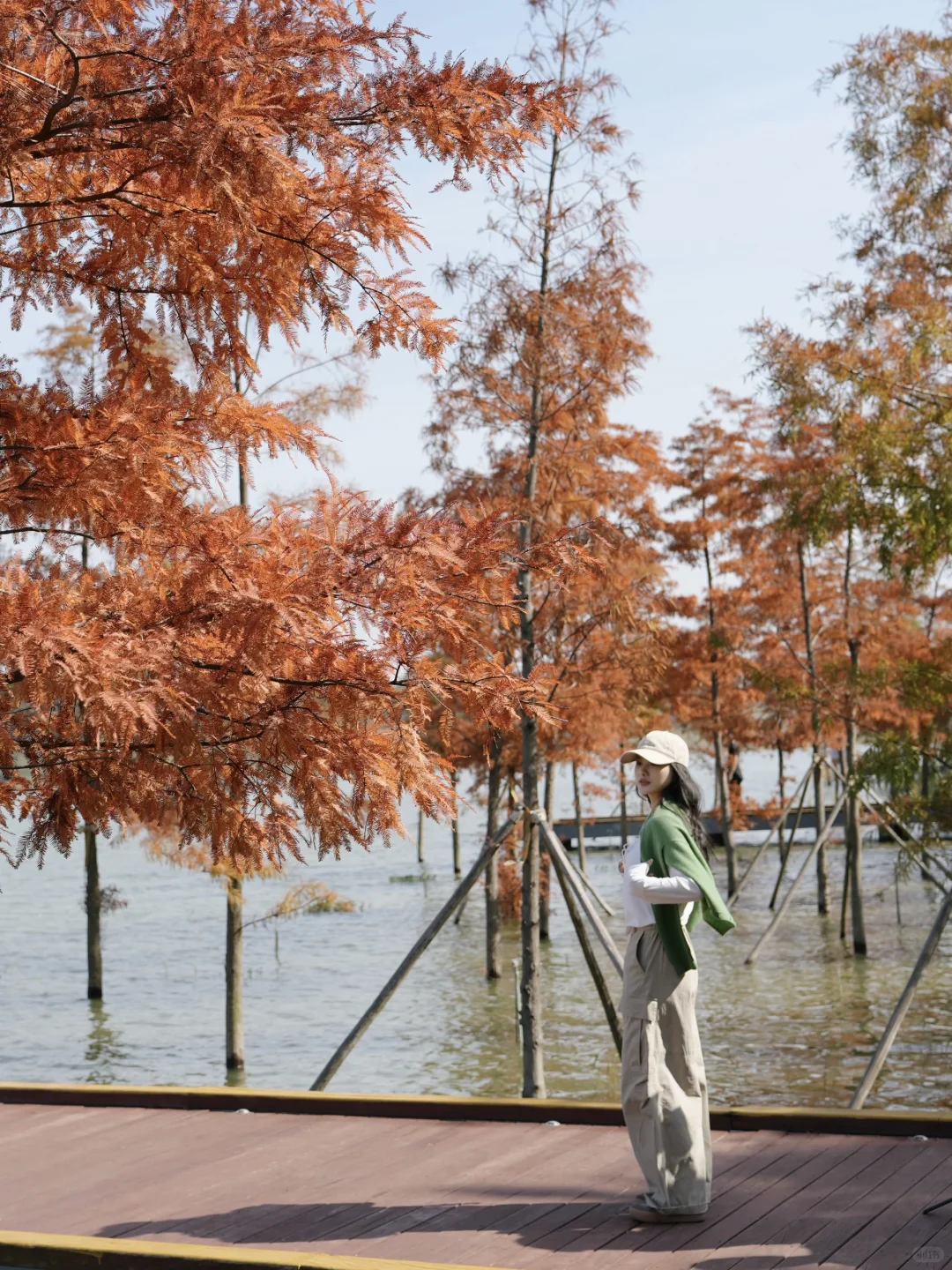 深圳实况｜新的湿地公园落羽杉已红🍁附机位