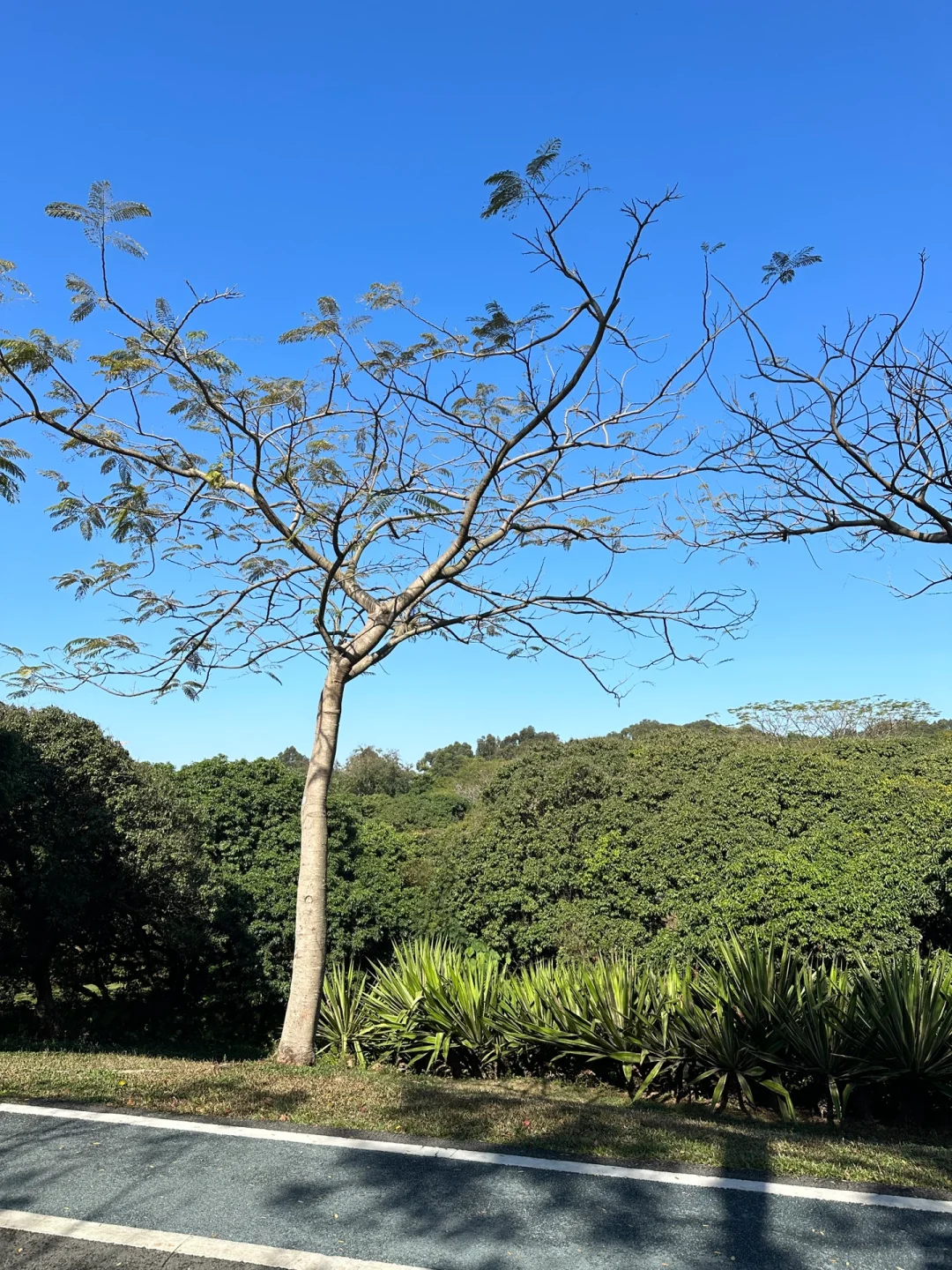 谁懂！真的好爱大深圳的晴天☀️