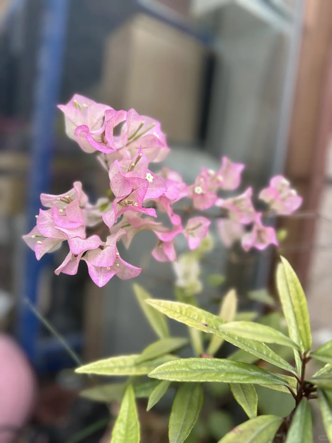 广州这家茶铺赏花喝茶还能追茶园源头