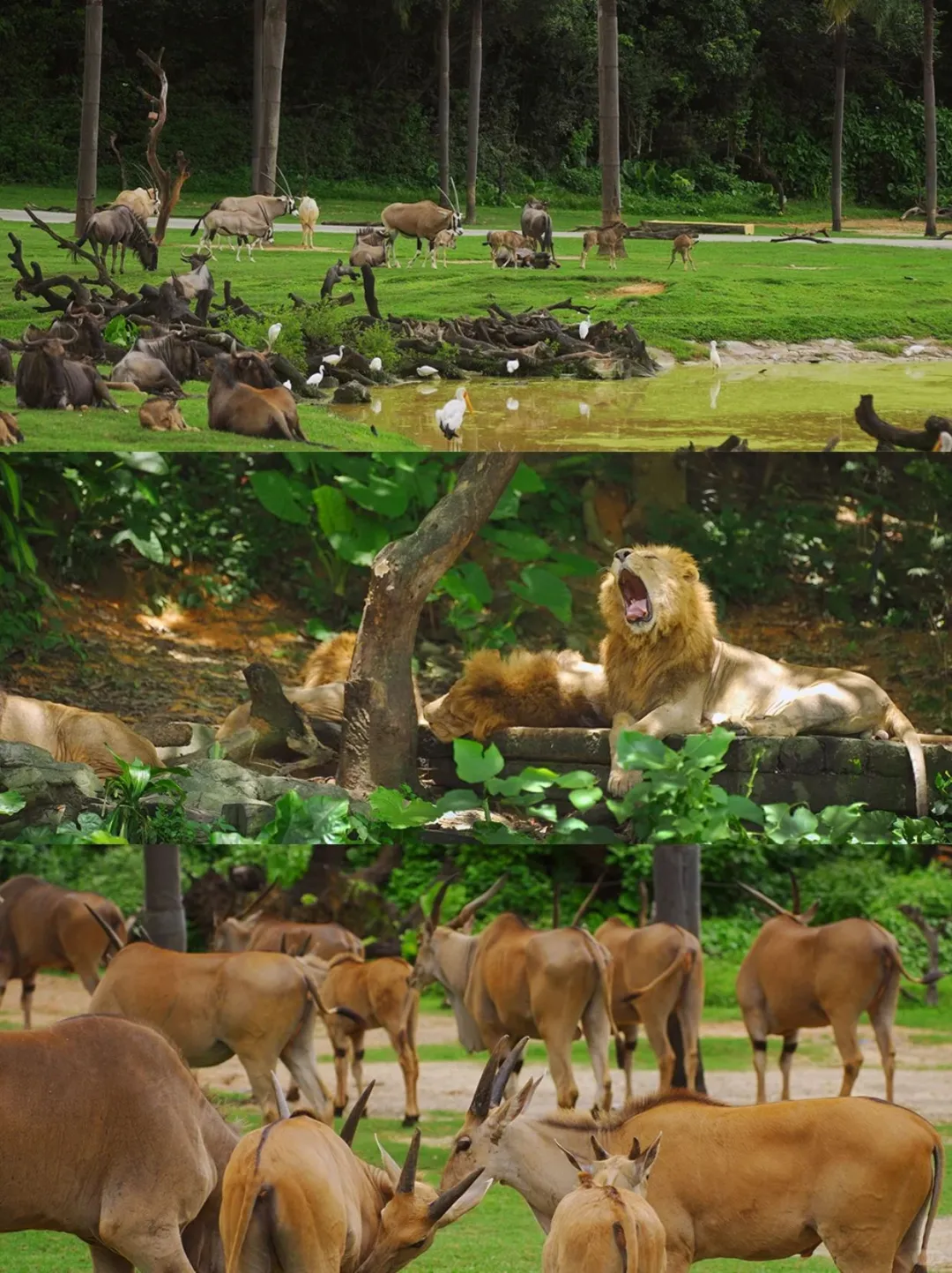 广州长隆！真的是国内动物园的天花板！