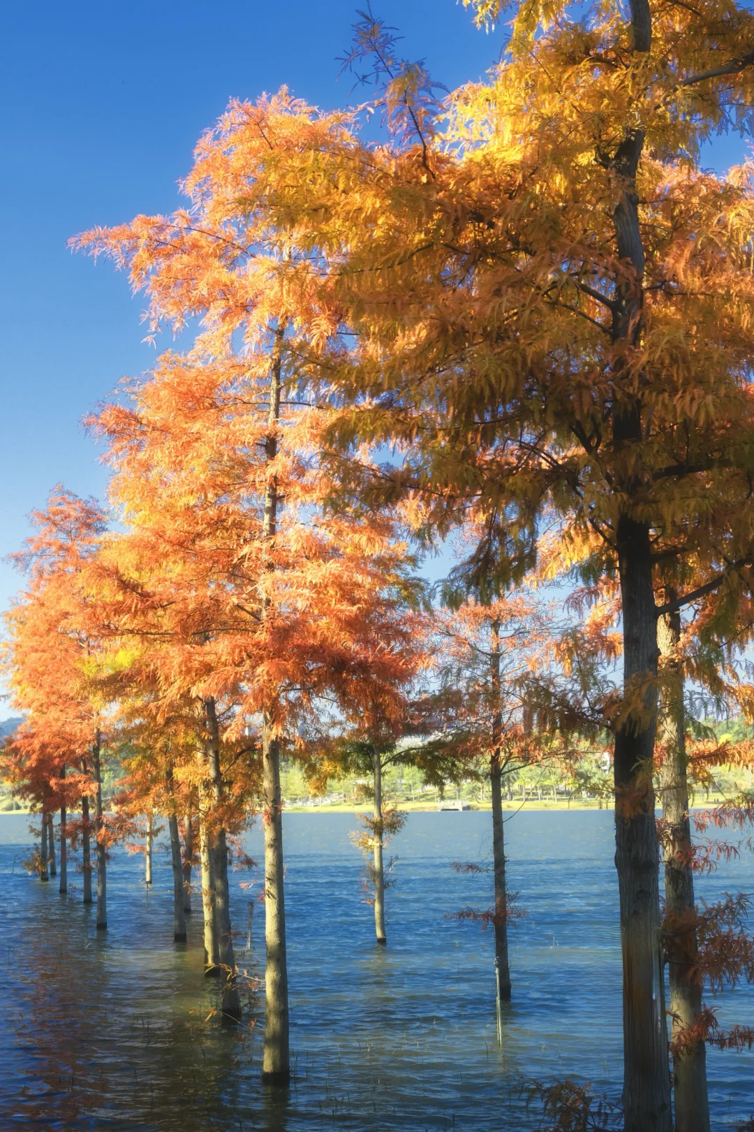 11.25拍｜深圳这周落羽杉迎来最佳观赏期