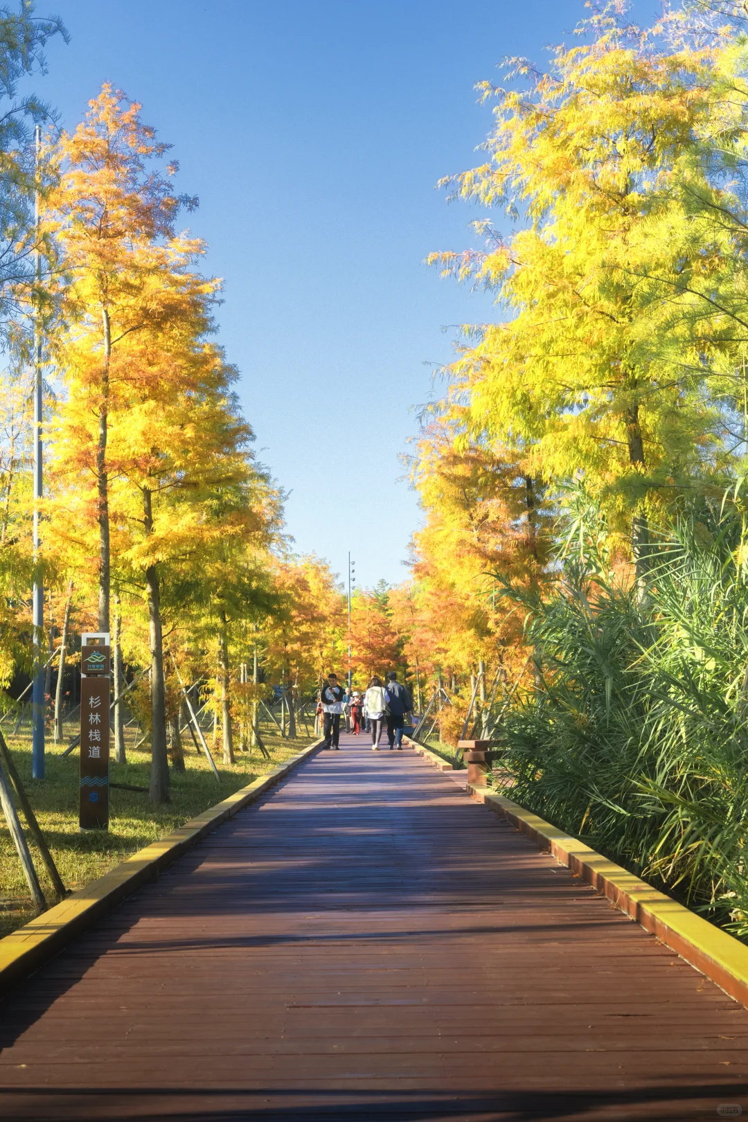 11.25拍｜深圳这周落羽杉迎来最佳观赏期