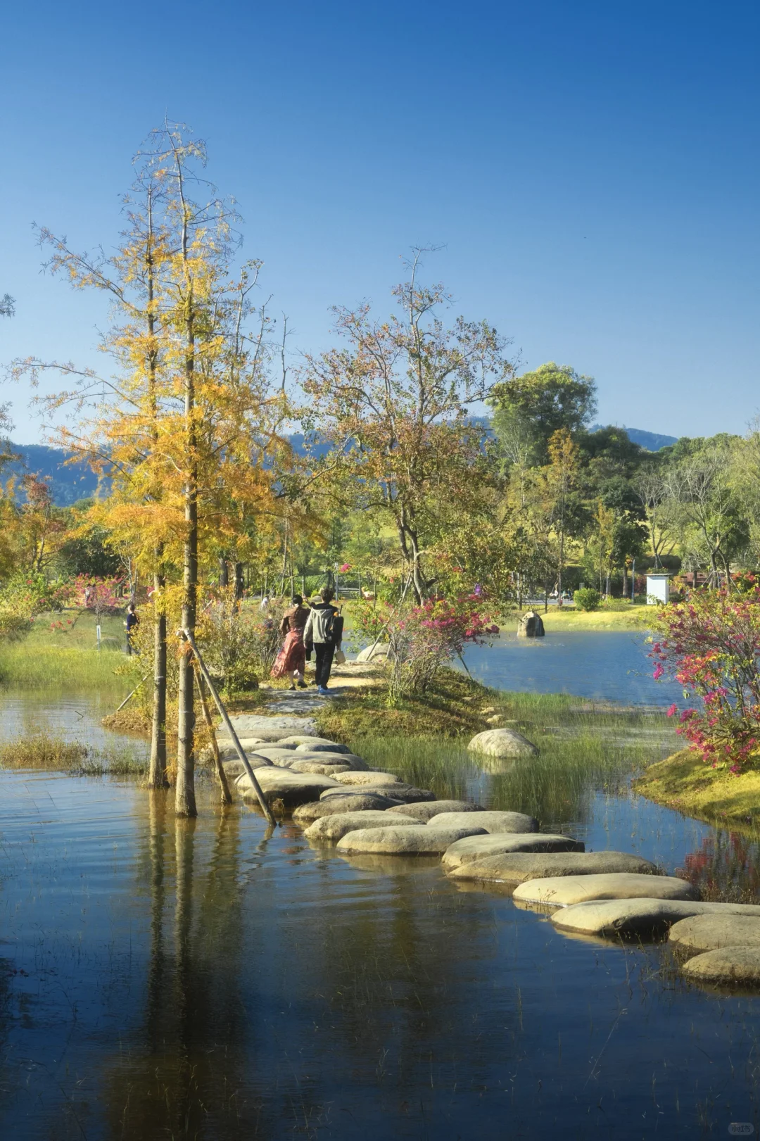 11.25拍｜深圳这周落羽杉迎来最佳观赏期
