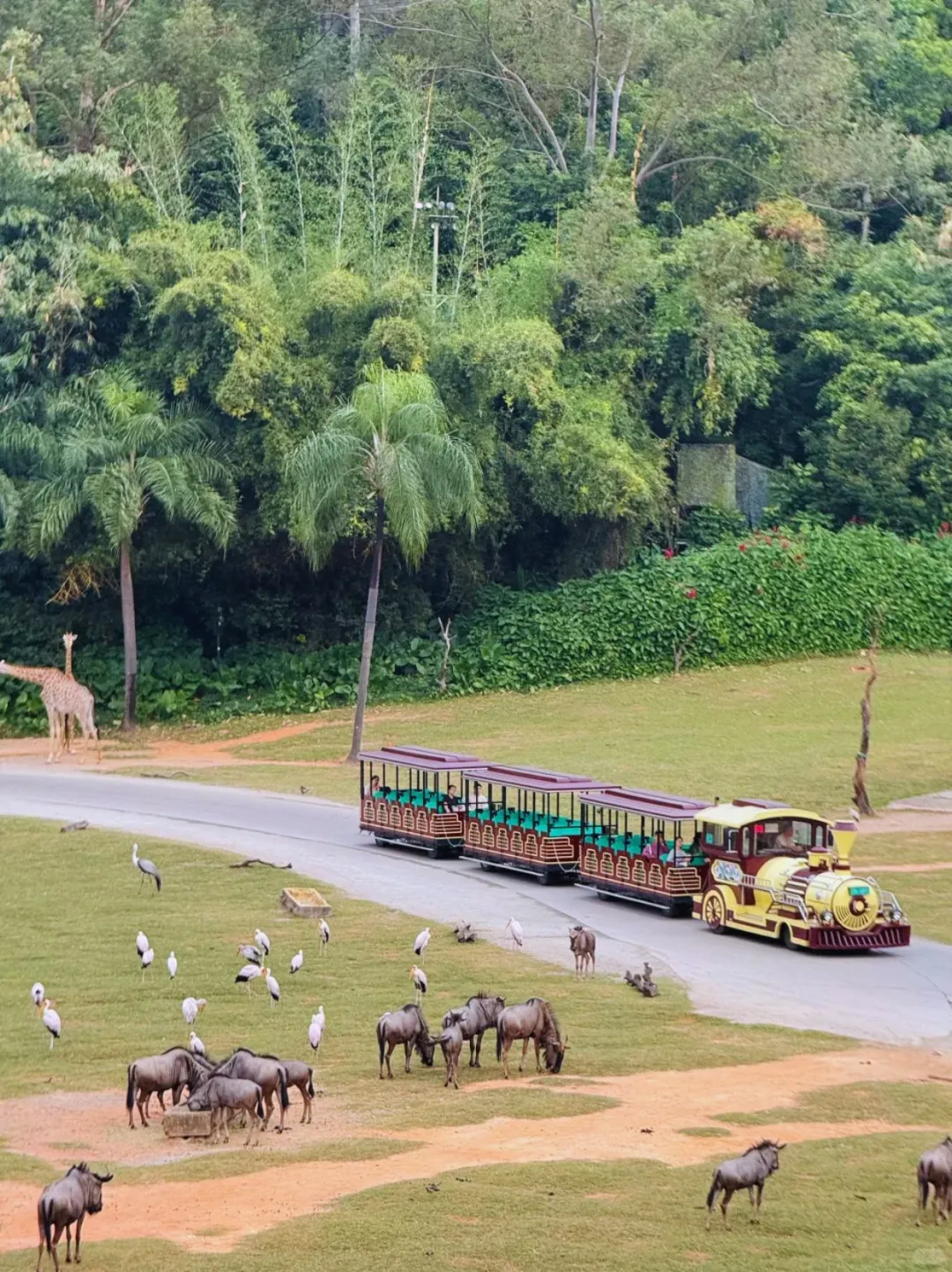 广州长隆！真的是国内动物园的天花板！
