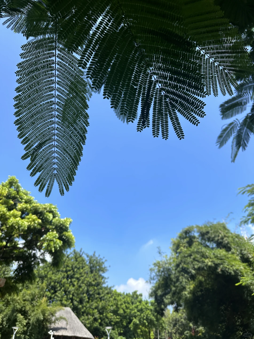 谁懂！真的好爱大深圳的晴天☀️
