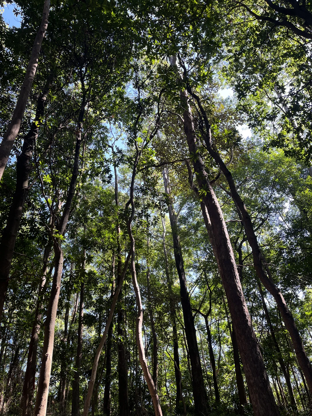 广州市区的“布罗莫”徒步！新手友好！