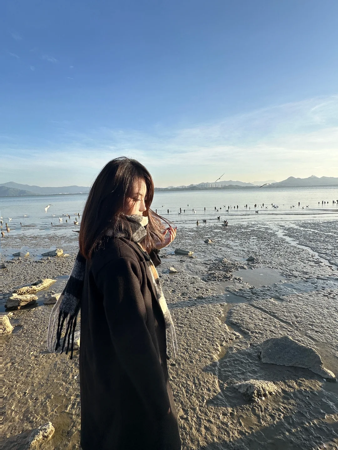 📍深圳湾公园 来看海鸥了