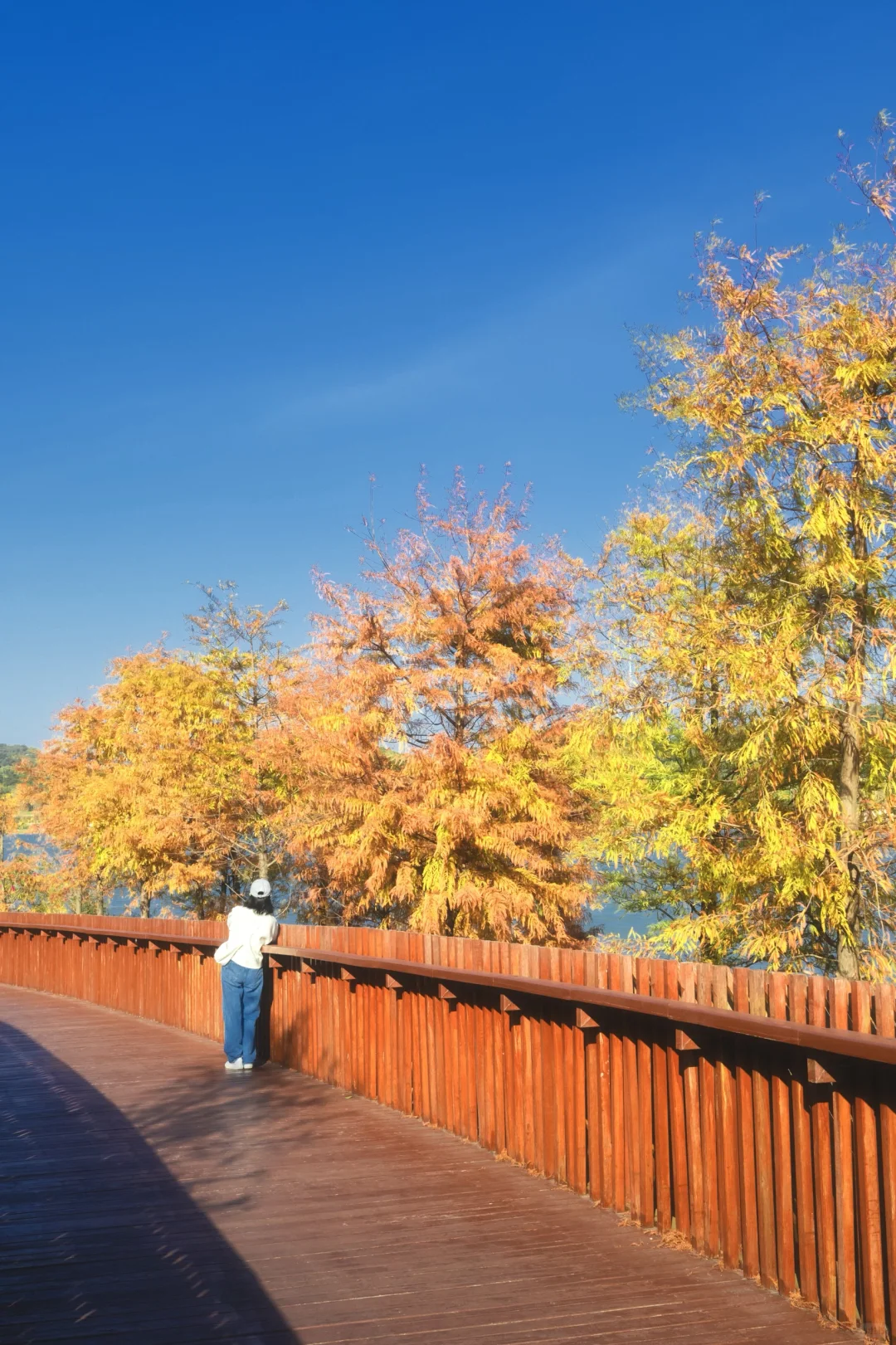 11.25拍｜深圳这周落羽杉迎来最佳观赏期