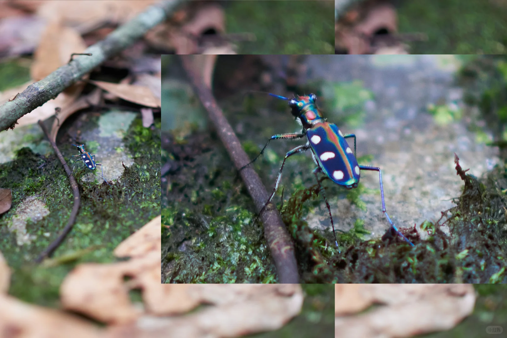 东莞大岭山森林公园｜超野朔溪路线