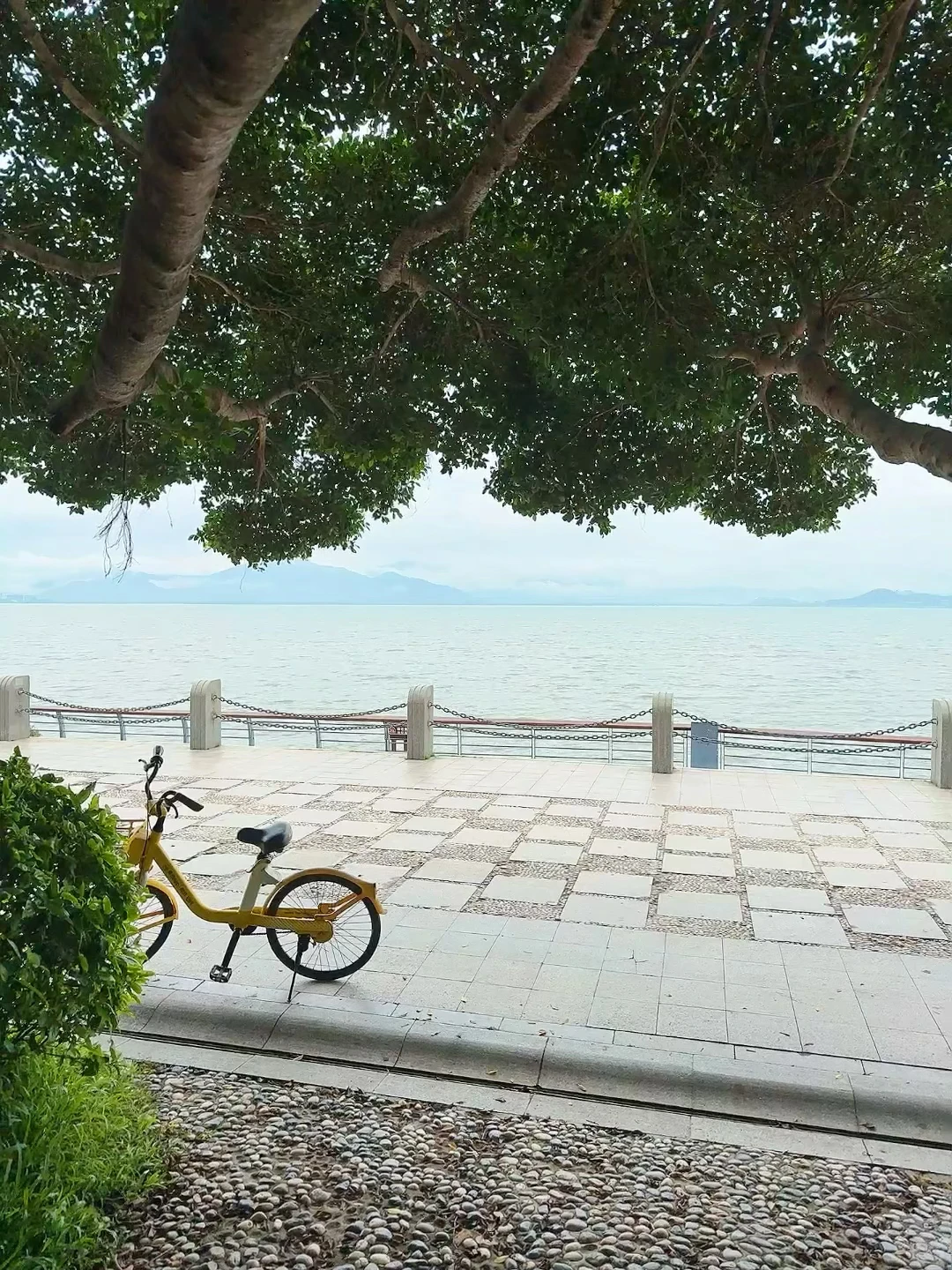 强烈推荐你去深圳湾公园沿海骑行‼️