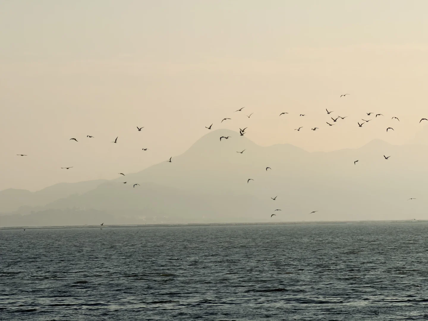 深圳湾真有你的