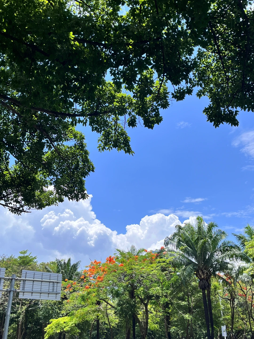 深圳真的舍不得离开