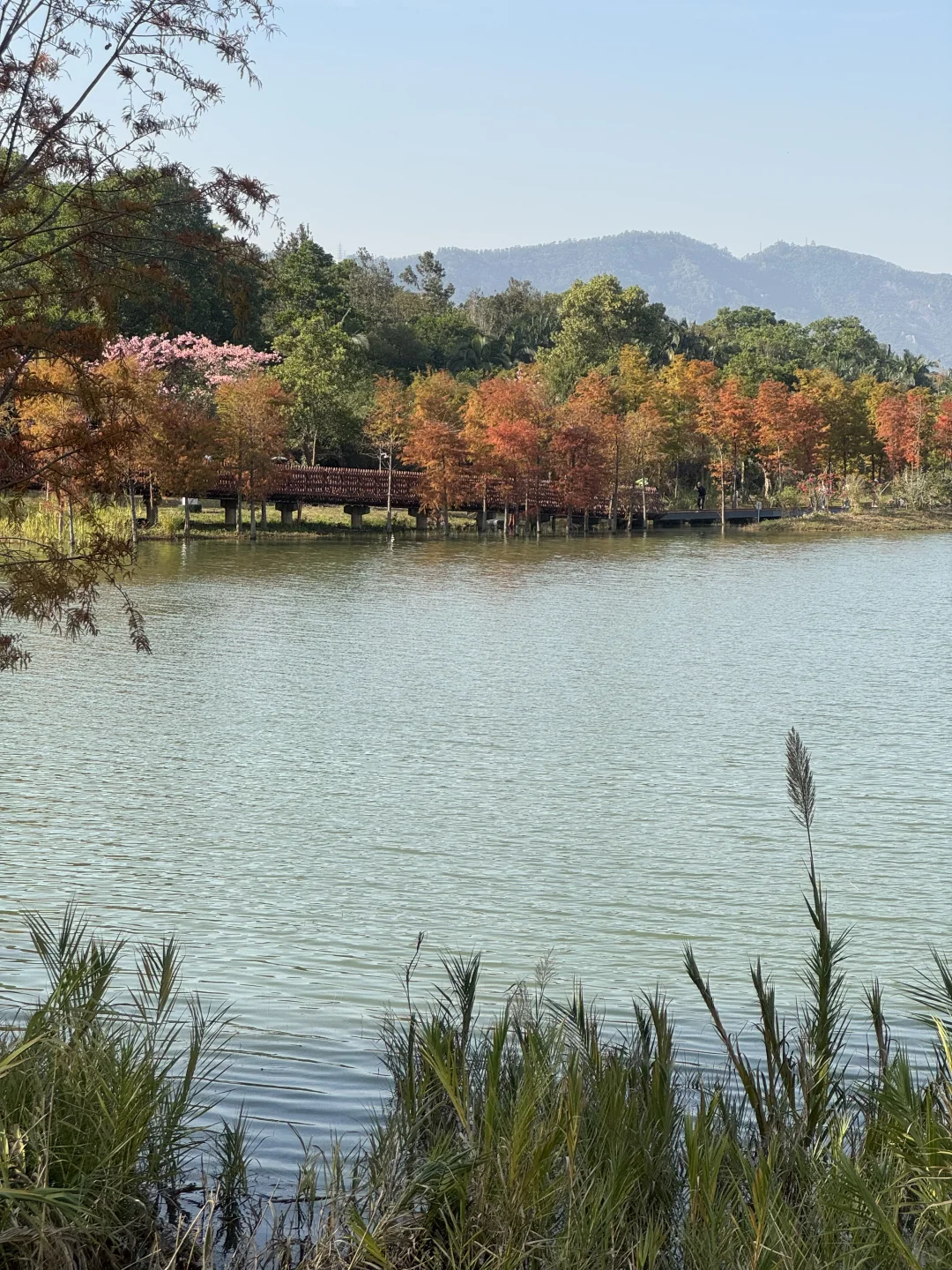 深圳实况｜新的湿地公园落羽杉已红🍁附机位
