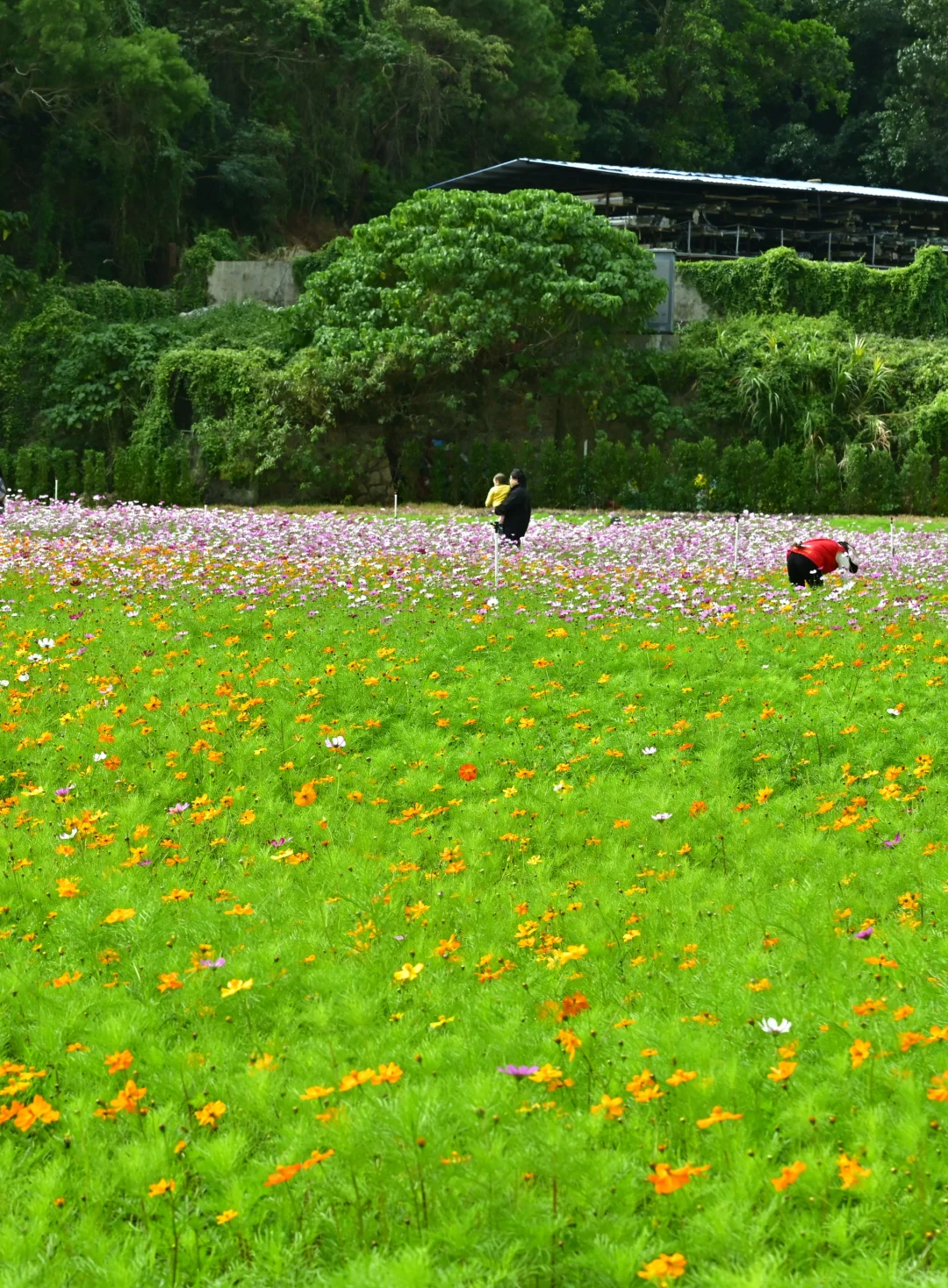 深圳最新打卡地🧡需预约、附攻略