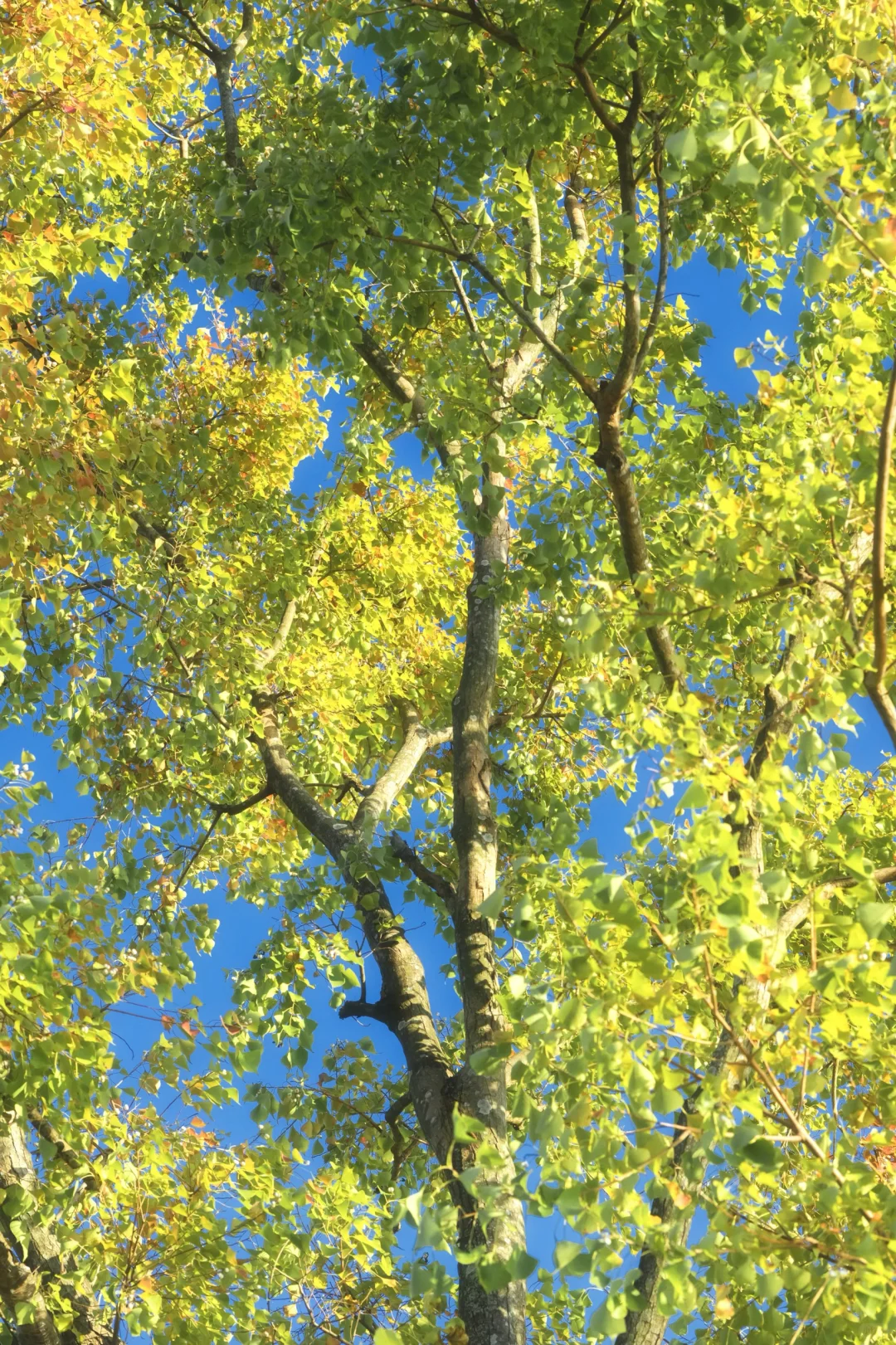 11.25拍｜深圳这周落羽杉迎来最佳观赏期