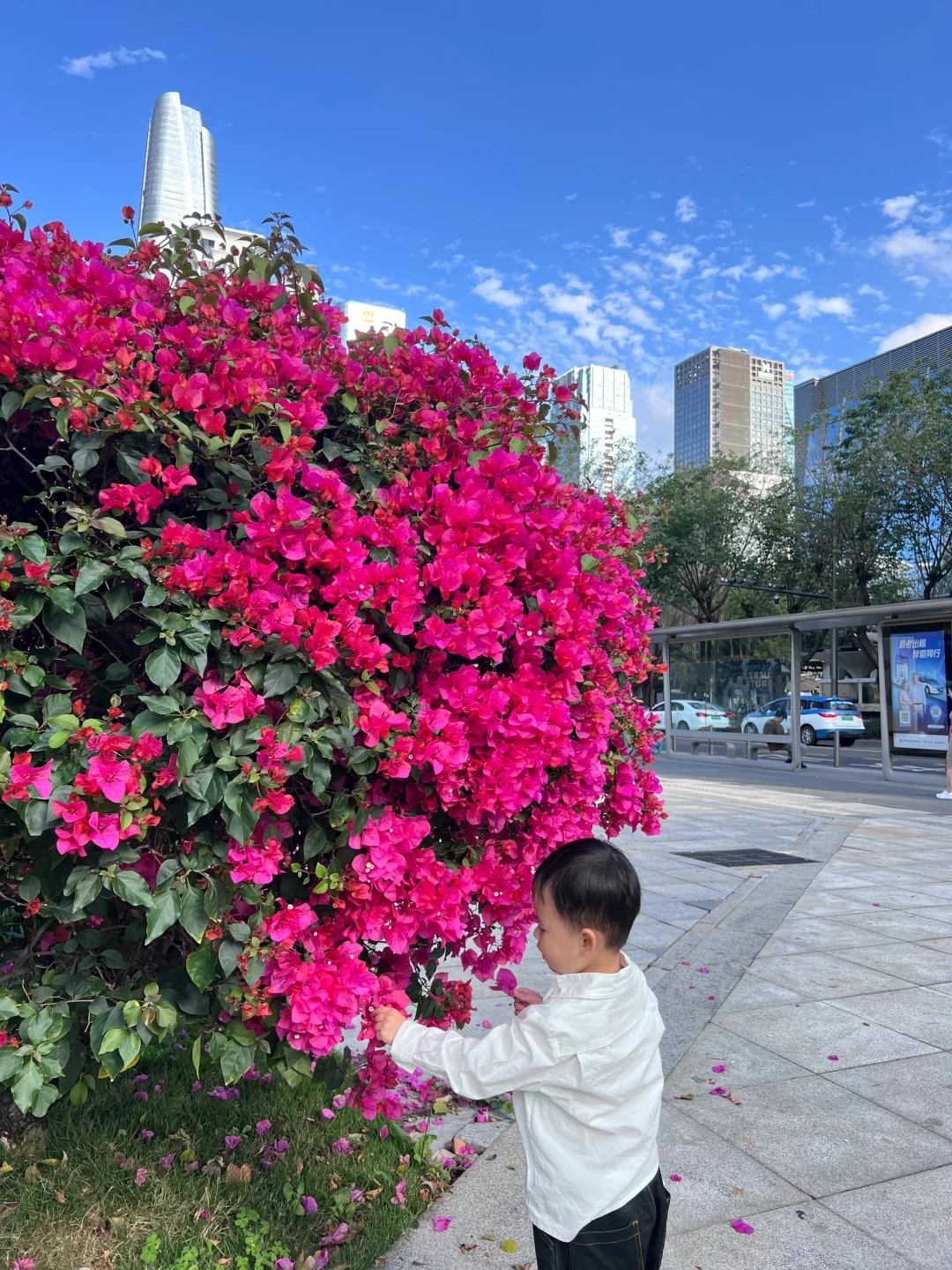 谁懂今天深圳的的好天气 蓝天白云🩵live图