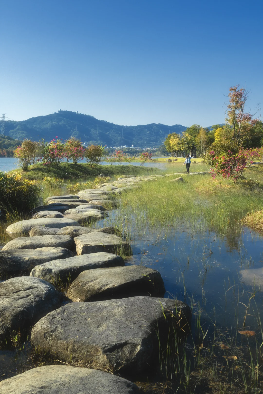 11.25拍｜深圳这周落羽杉迎来最佳观赏期