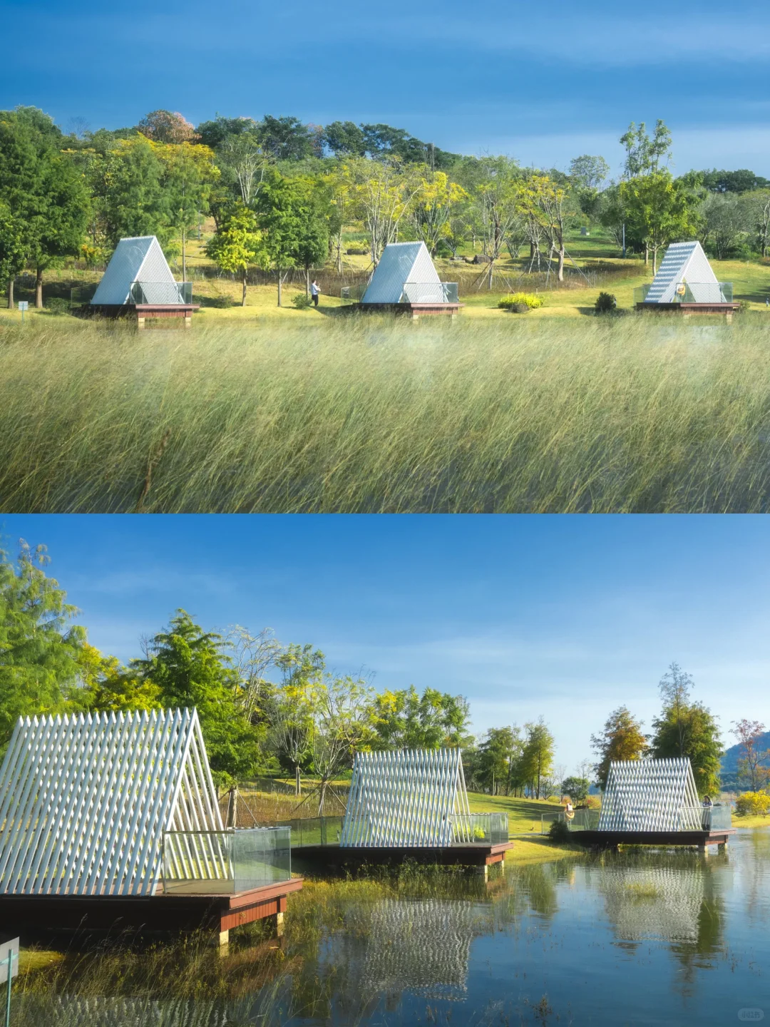 11.25拍｜深圳这周落羽杉迎来最佳观赏期