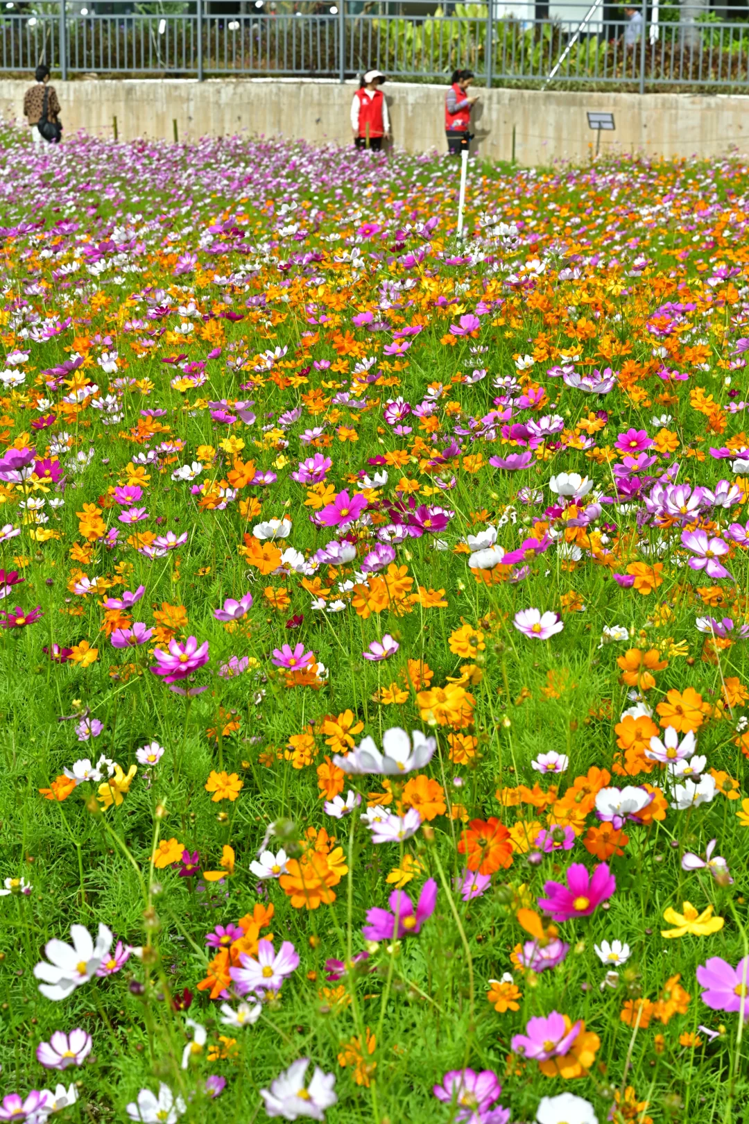 深圳最新打卡地🧡需预约、附攻略