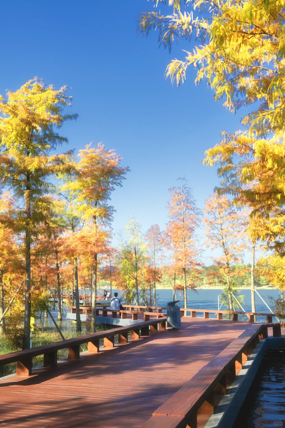 11.25拍｜深圳这周落羽杉迎来最佳观赏期