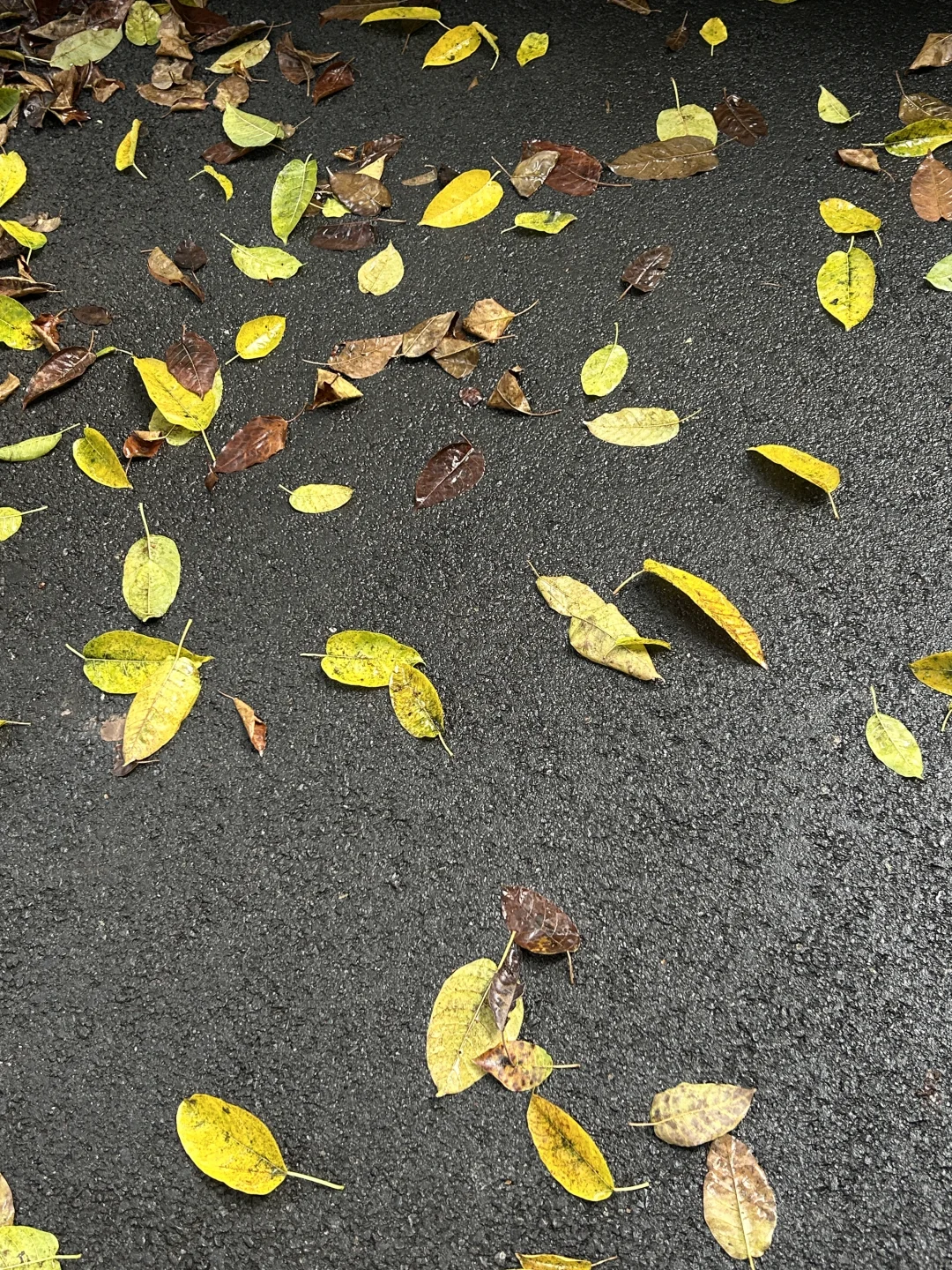 我是不会放弃在深圳寻找秋天的🍂